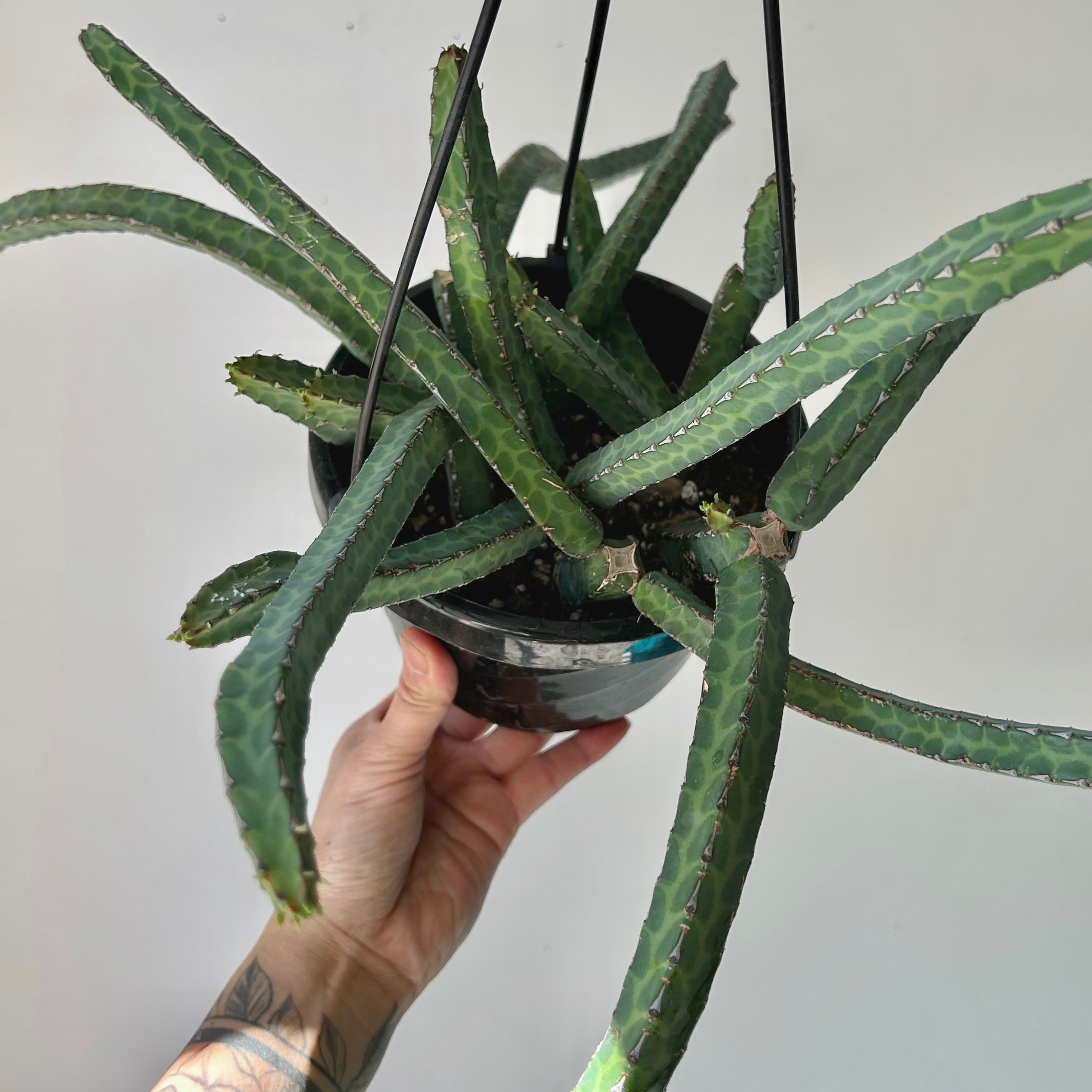 Euphorbia heterochroma 6” hanging basket