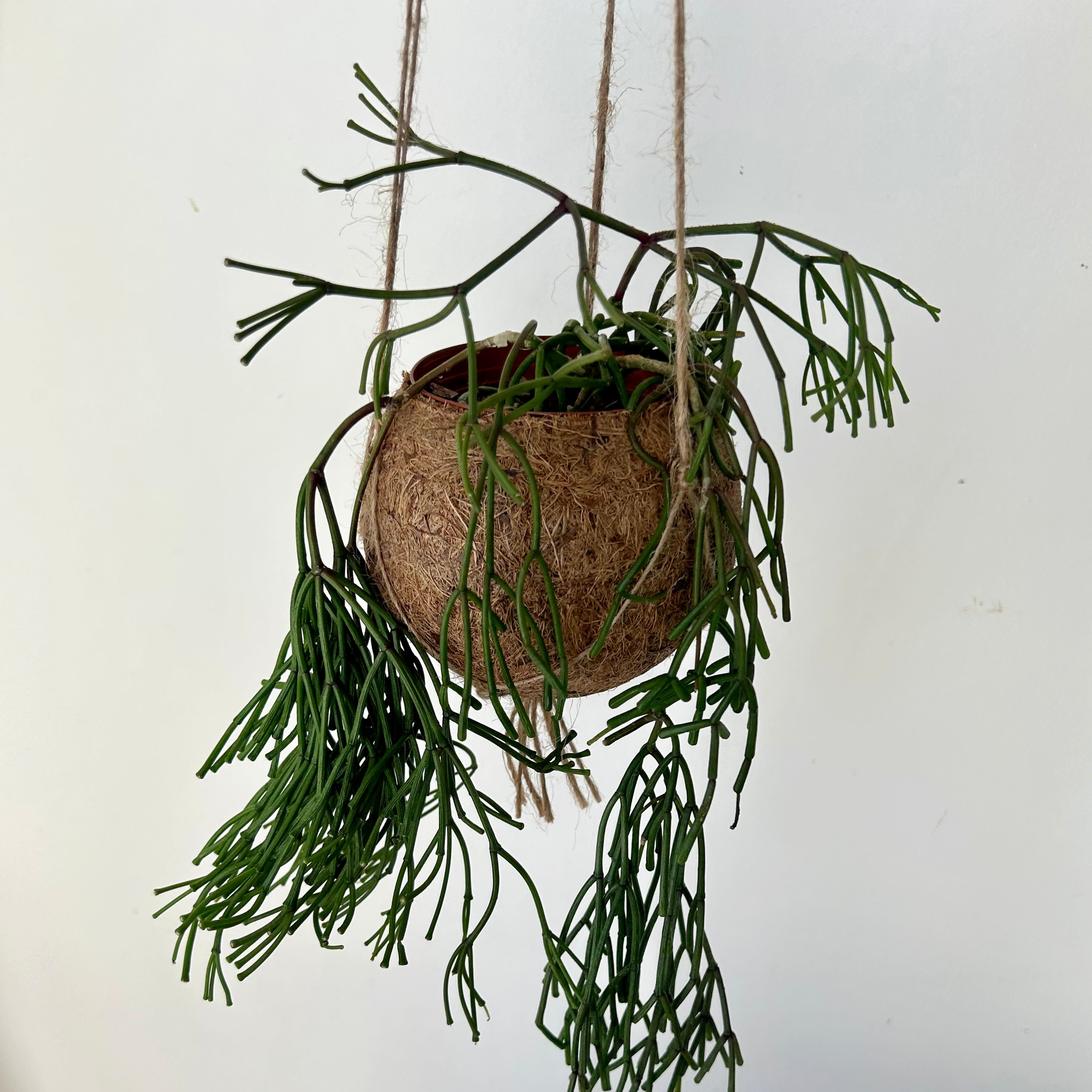 Suspended Kokedama Sphere (3”x4”)
