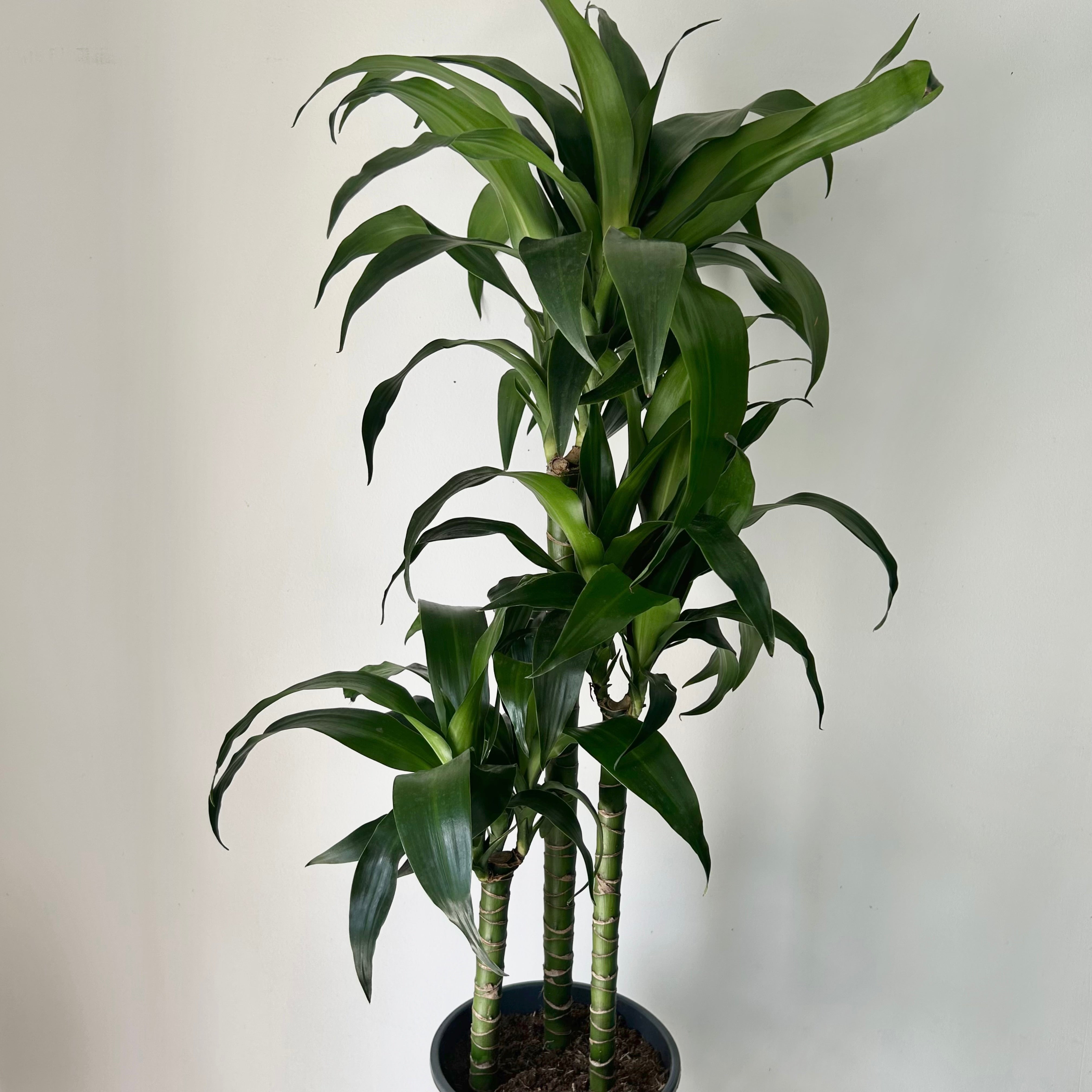 Dracaena approximately  3.5” ft tall in 8” pot