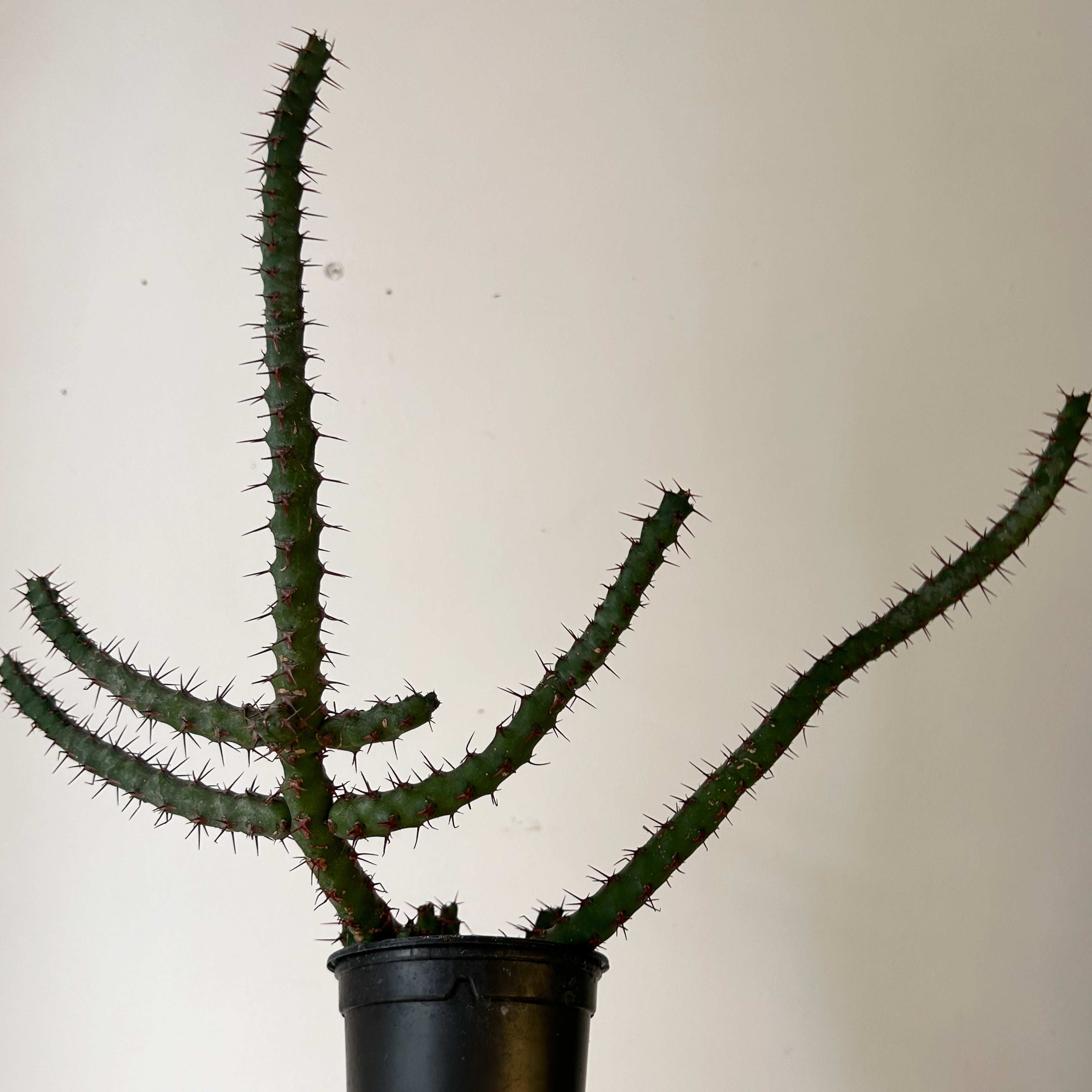 Euphorbia cuprispina 3.5” pot