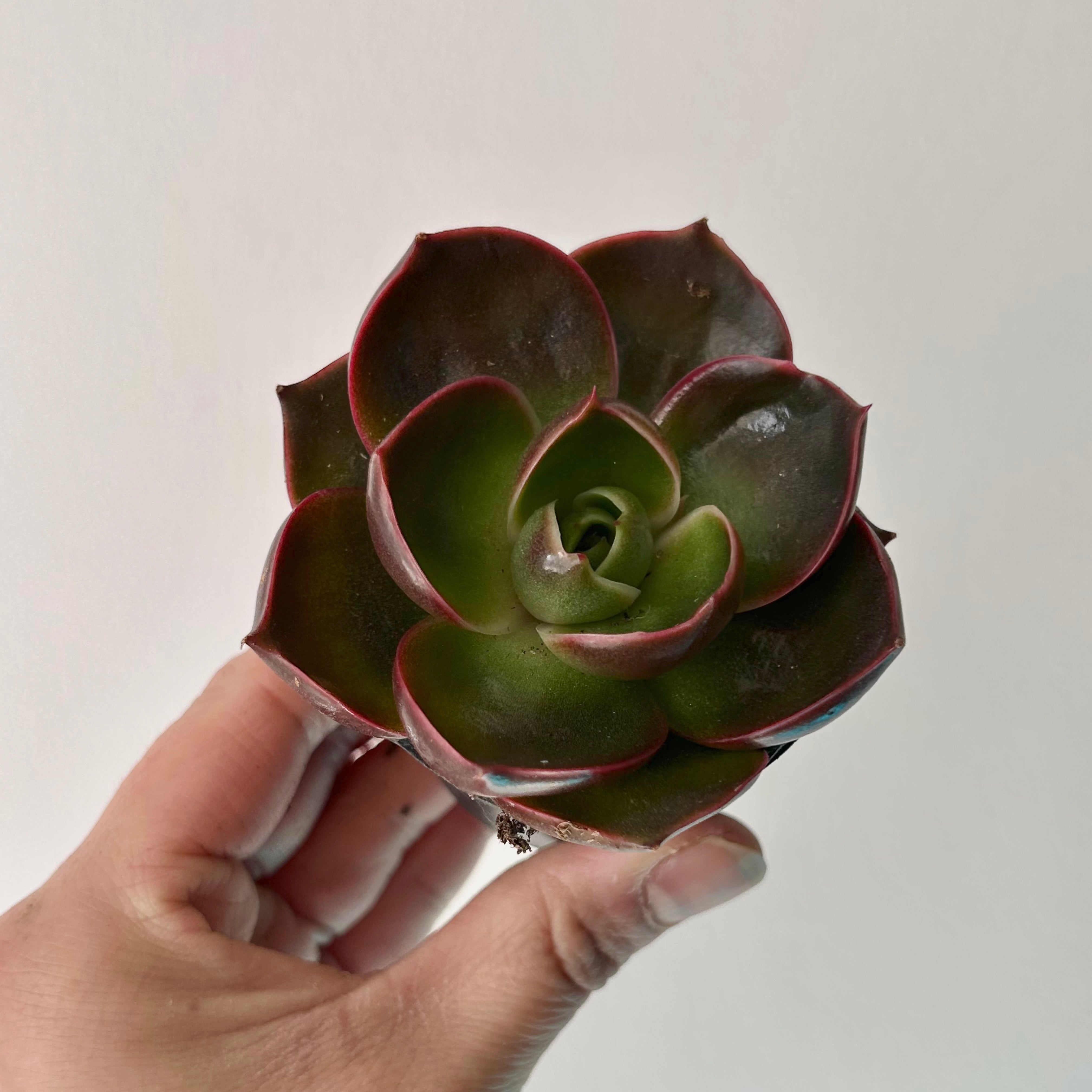 Echeveria Red 2.5" pot