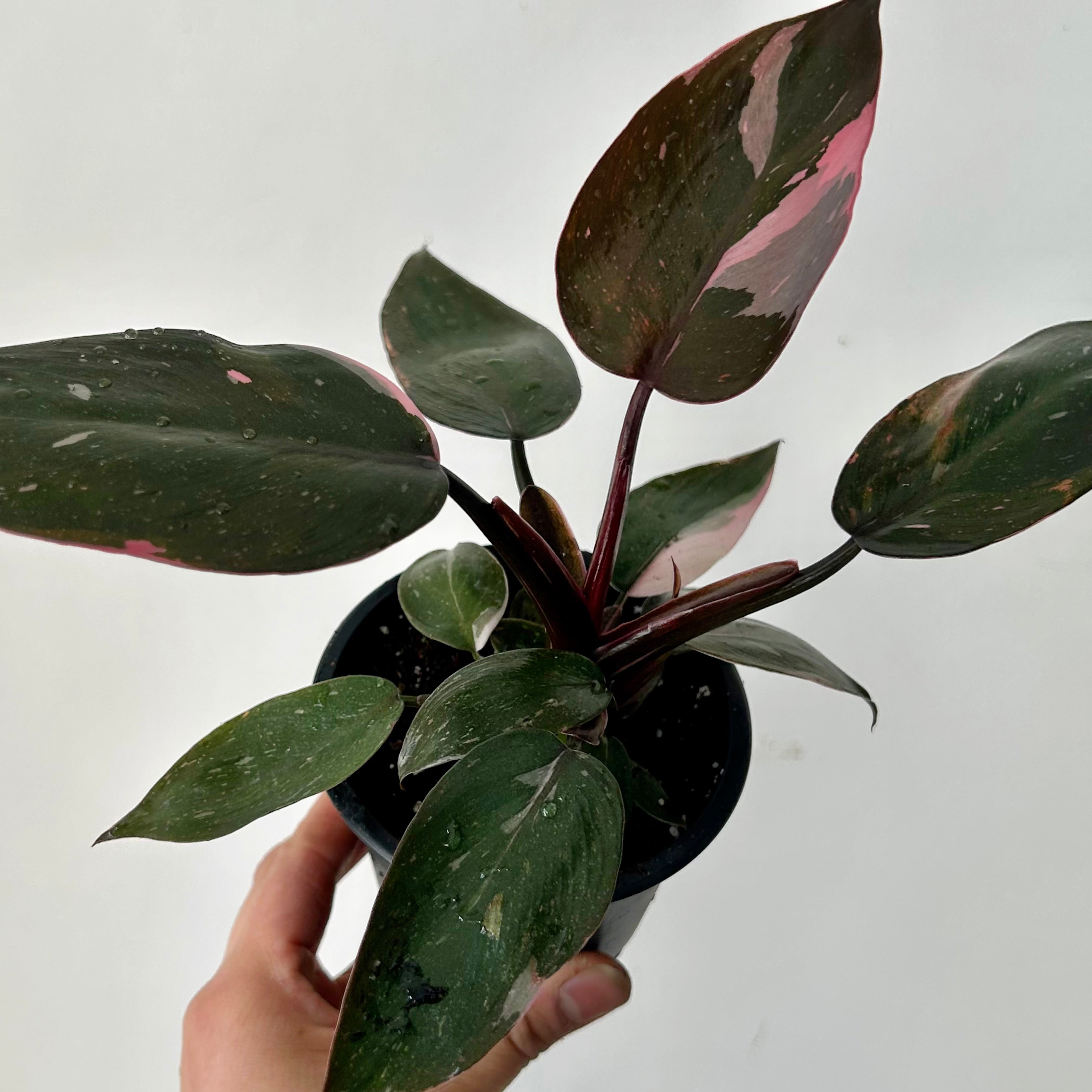 Philodendron “Pink Princess” 3.5"pot