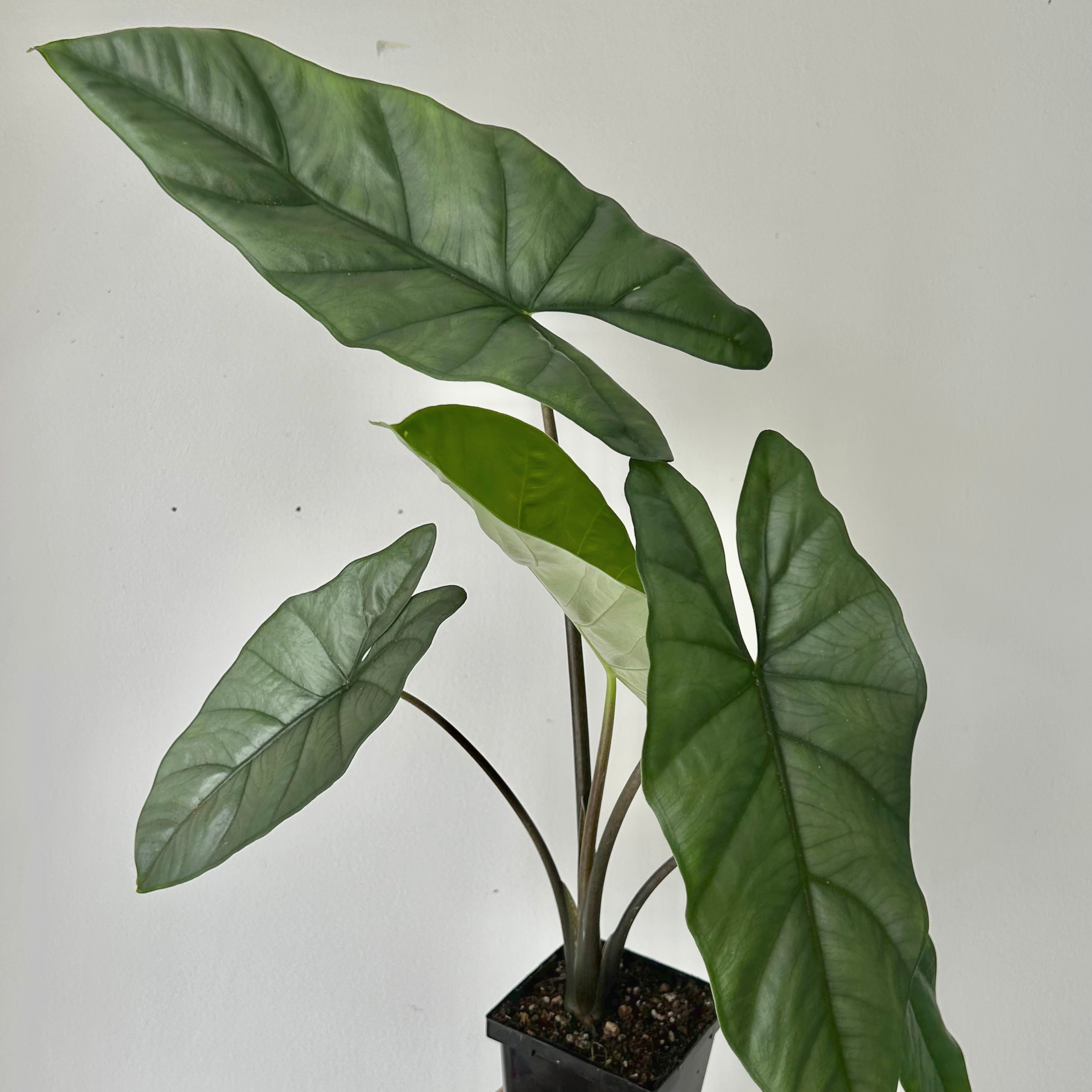 Alocasia Corazon 4”pot
