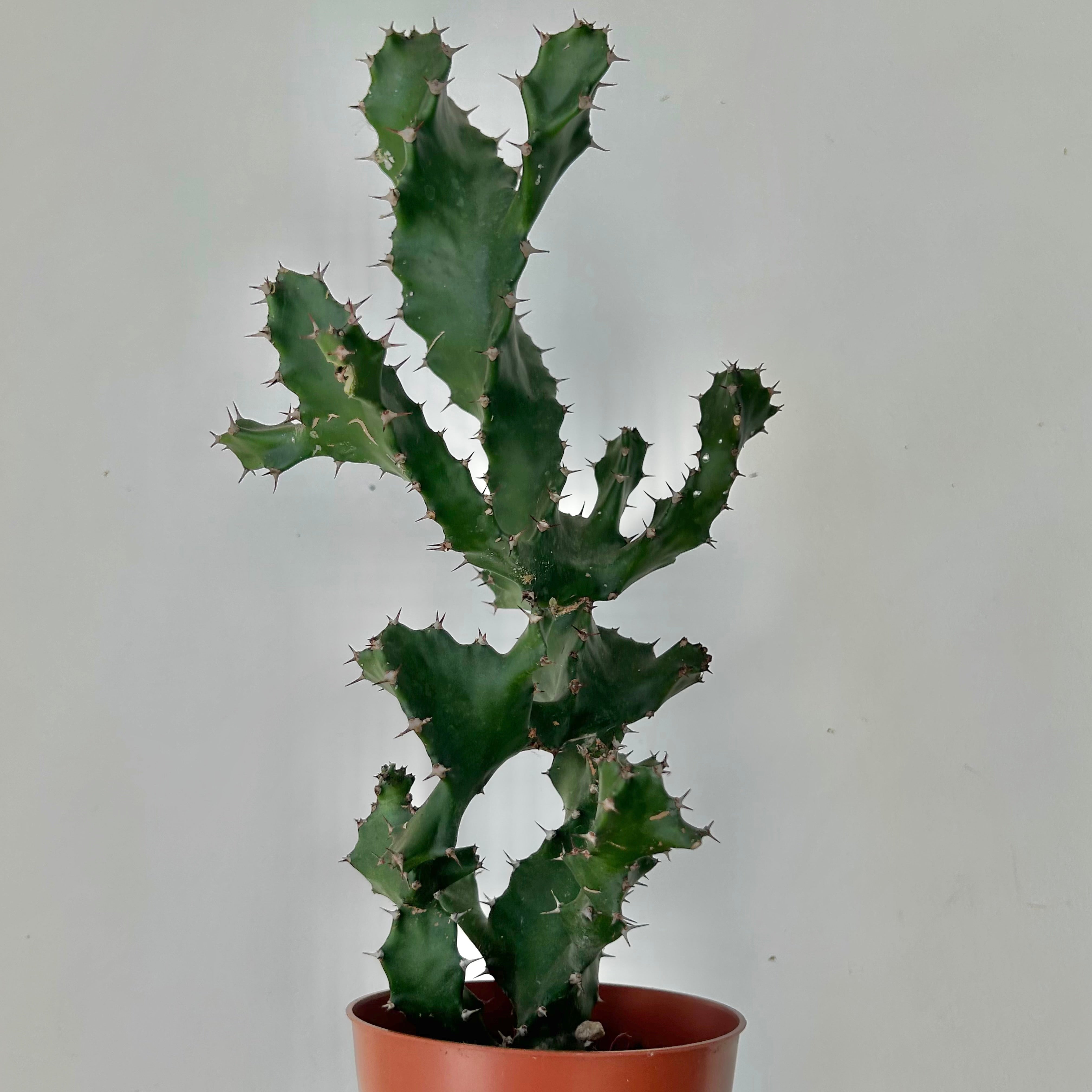 Spiral Euphorbia (tortilis) 4”pot