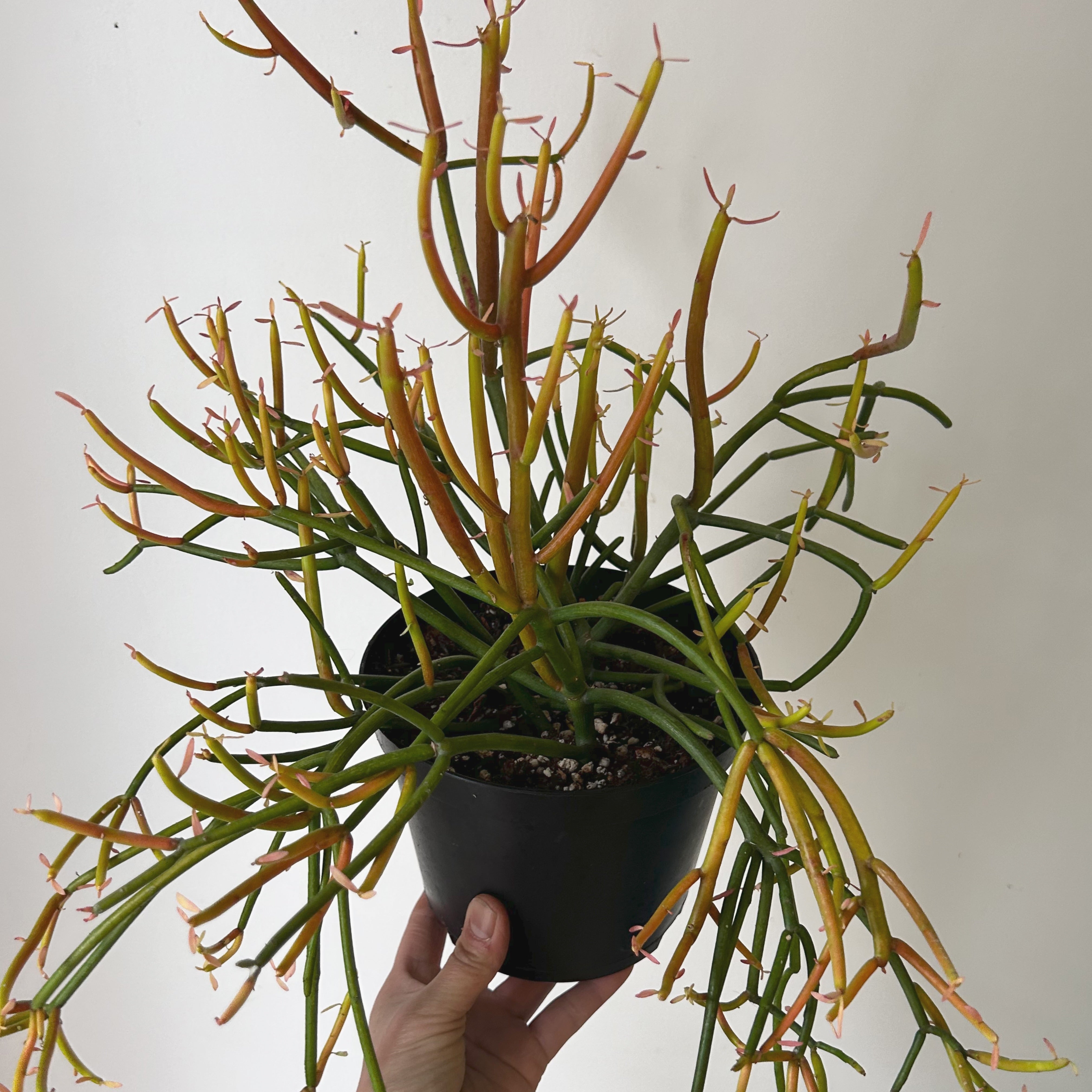 Pencil Cactus Firesticks (Euphorbia Tirucalli)  6" pot