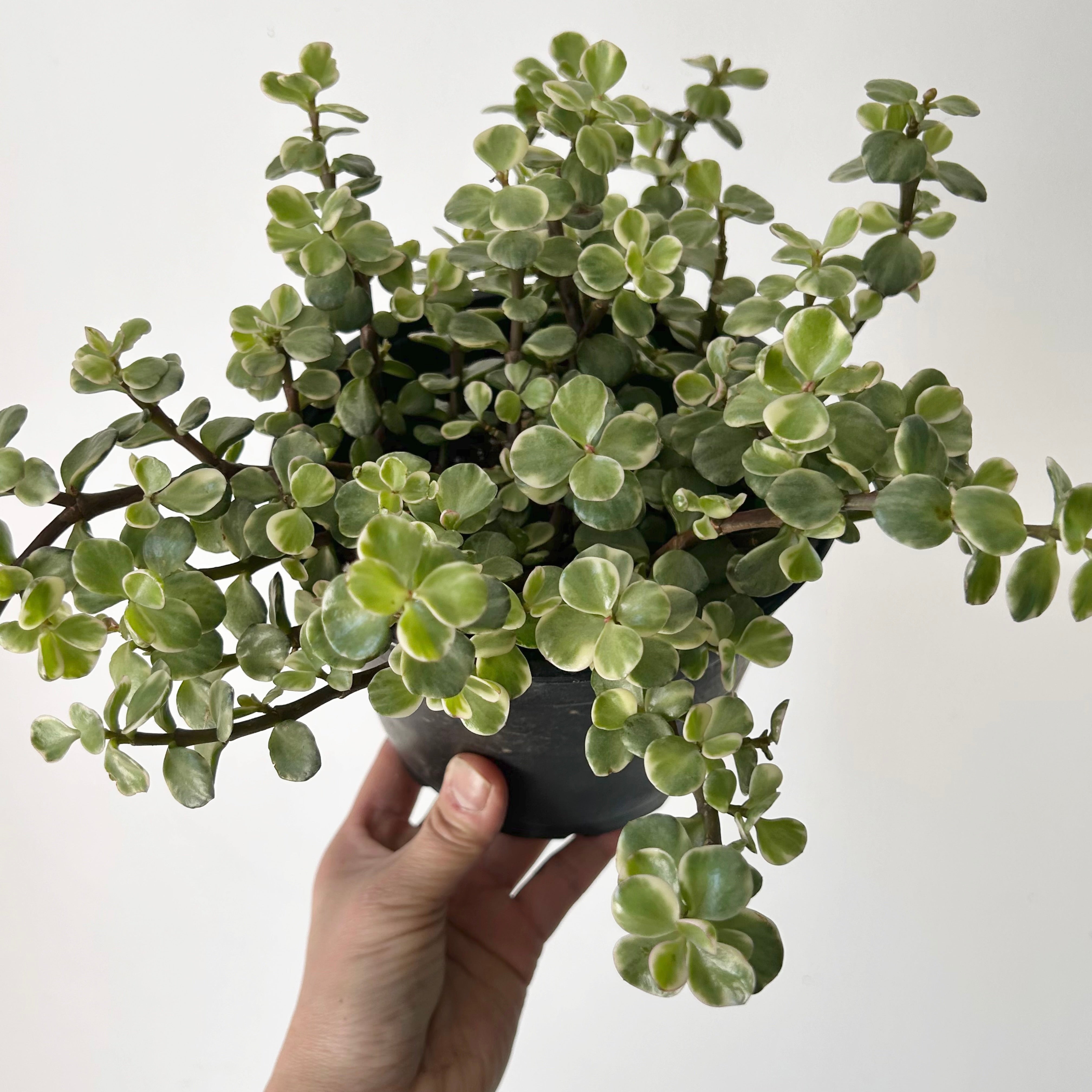Variegated Elephant Bush Succulent  (Portulacaria afra) 6”pot
