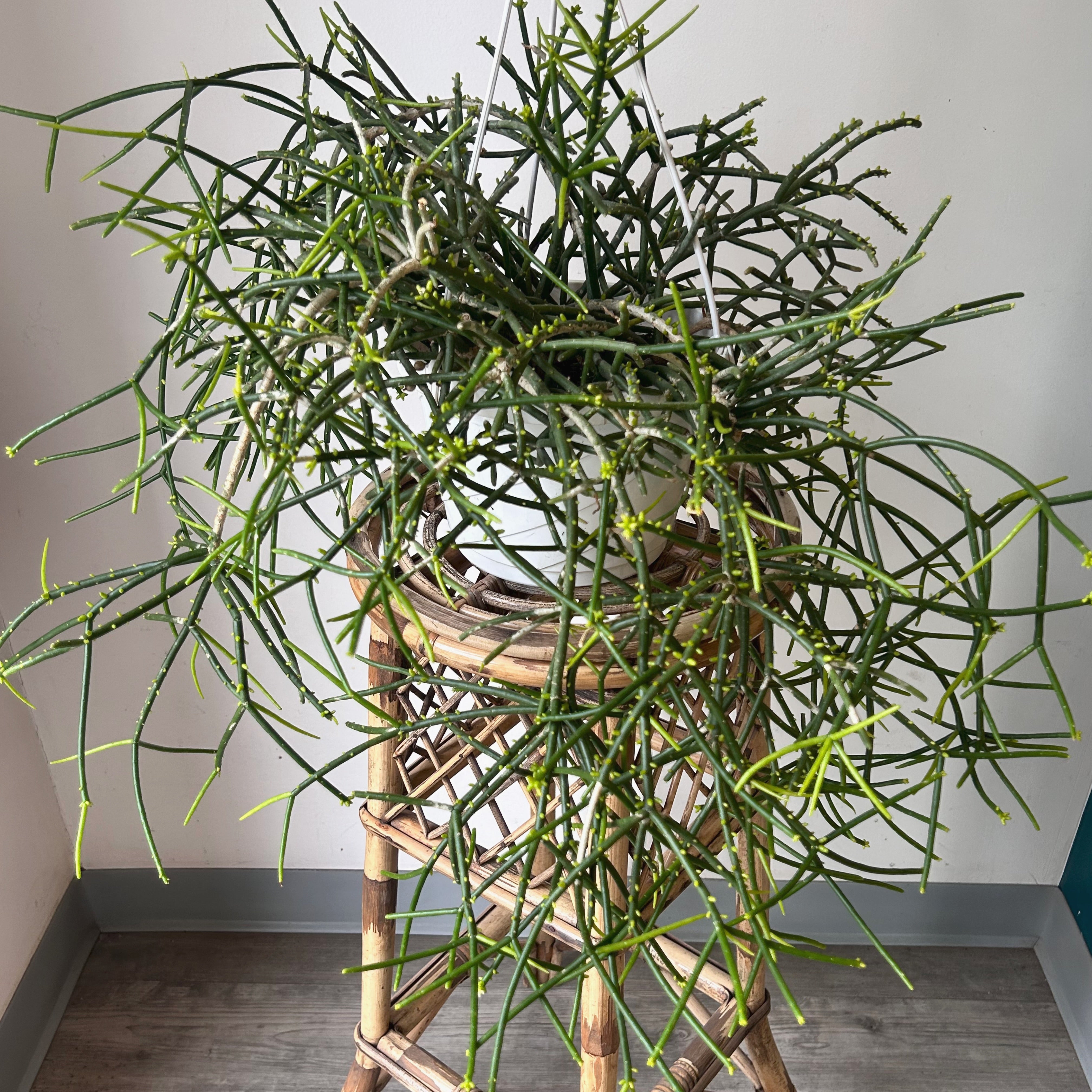 Rhipsalis heteroclada 8" hanging basket