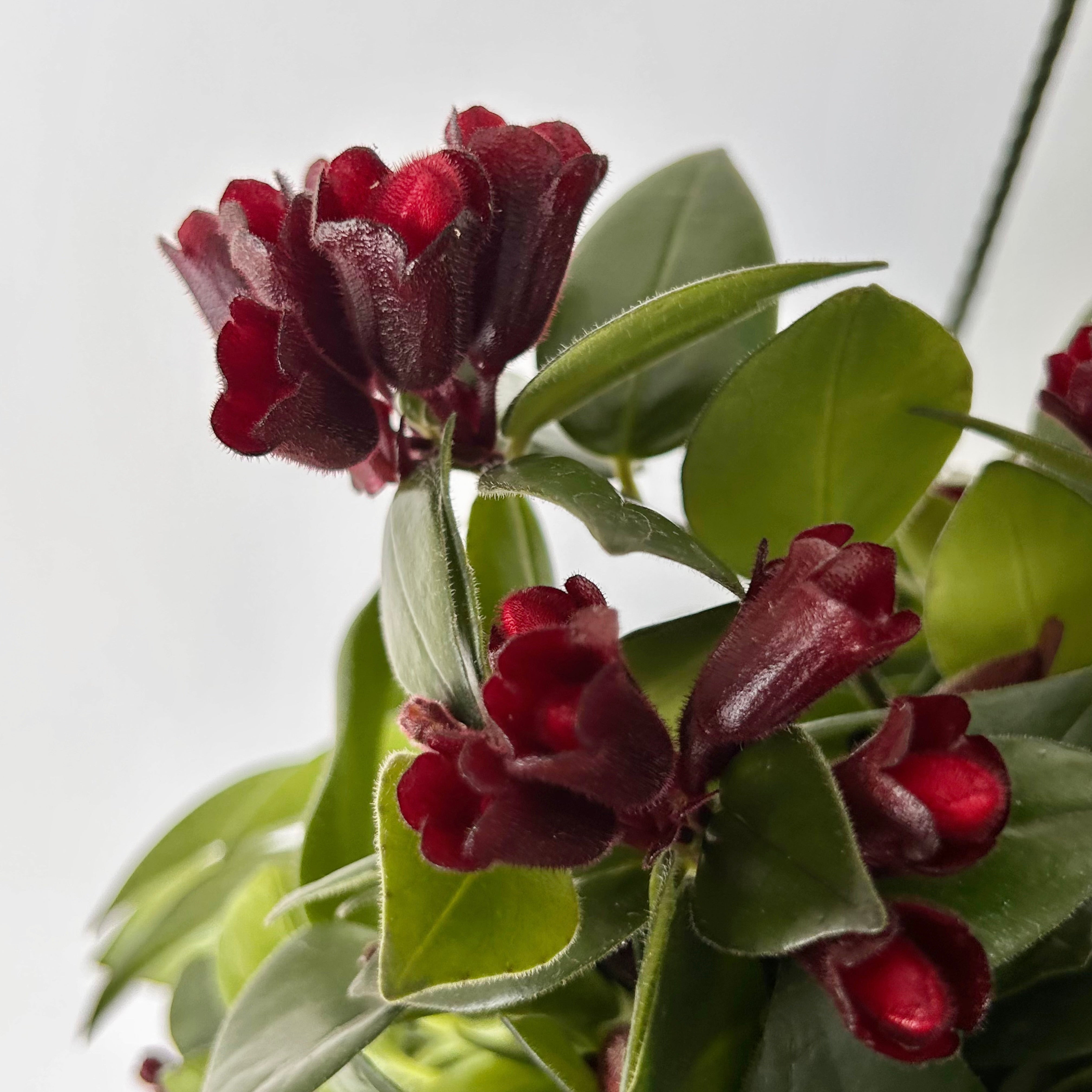 Mona Lisa Lipstick Plant (Aeschynanthus) 8" hanging basket