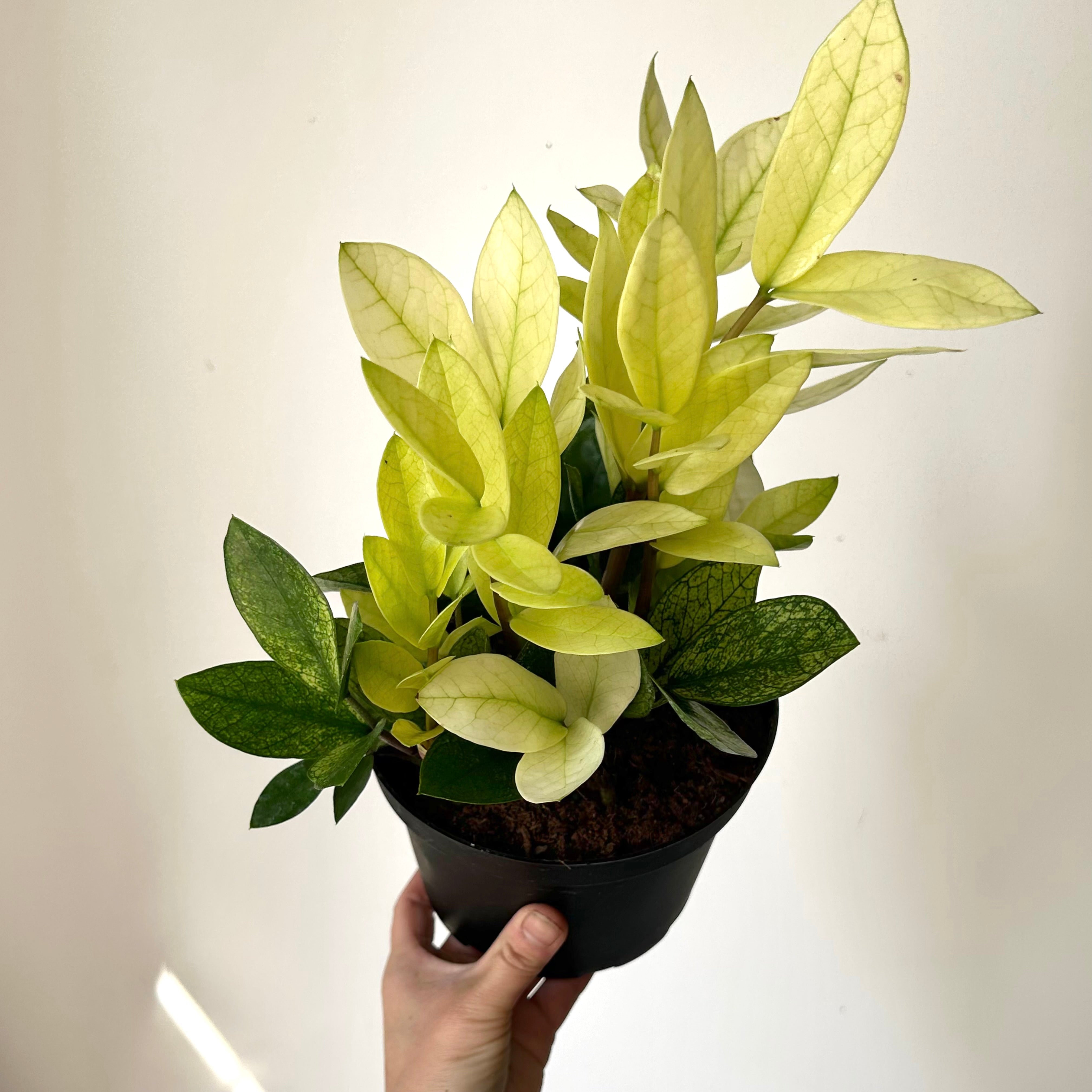 ZZ “Chameleon” 6” pot