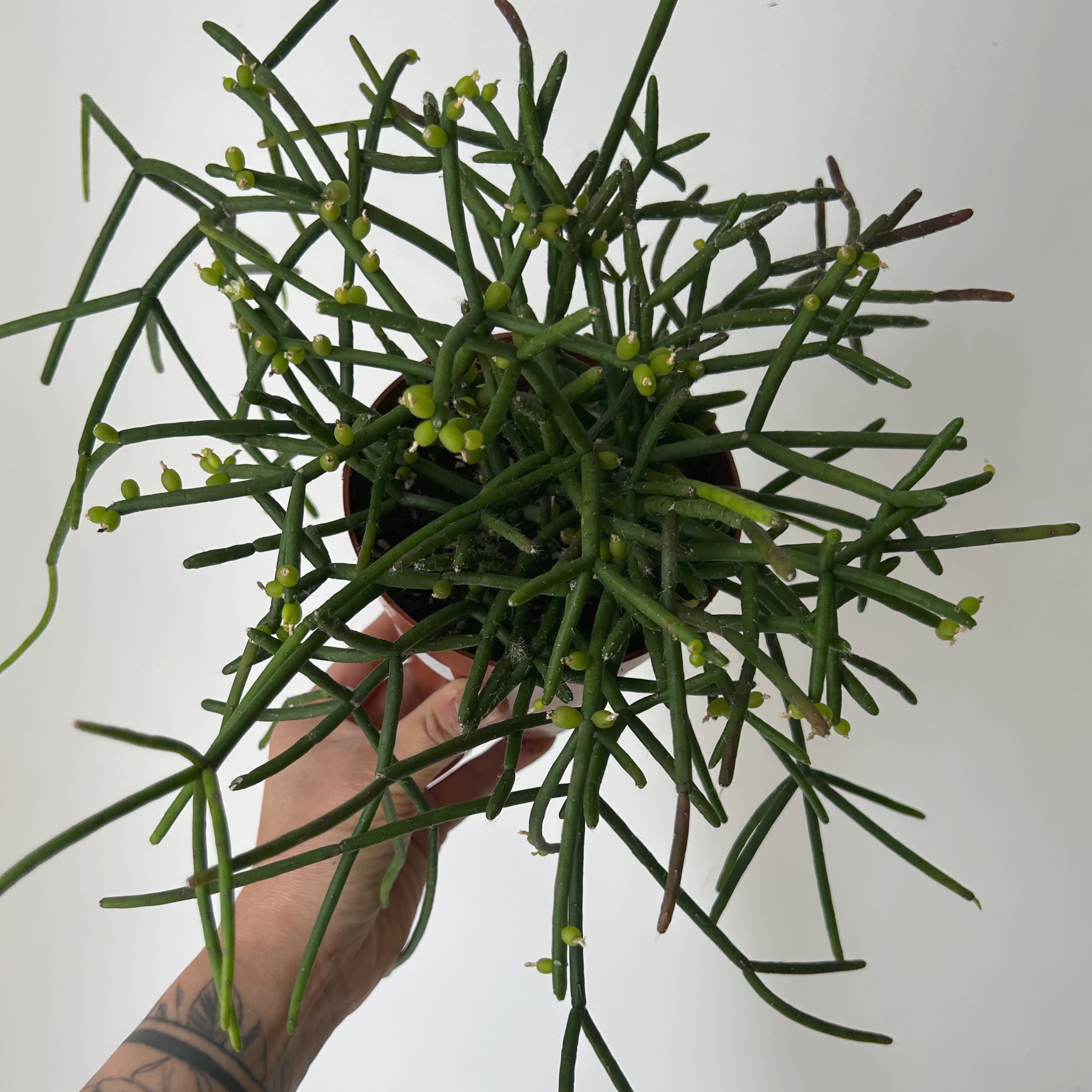 Rhipsalis heteroclada 5”pot