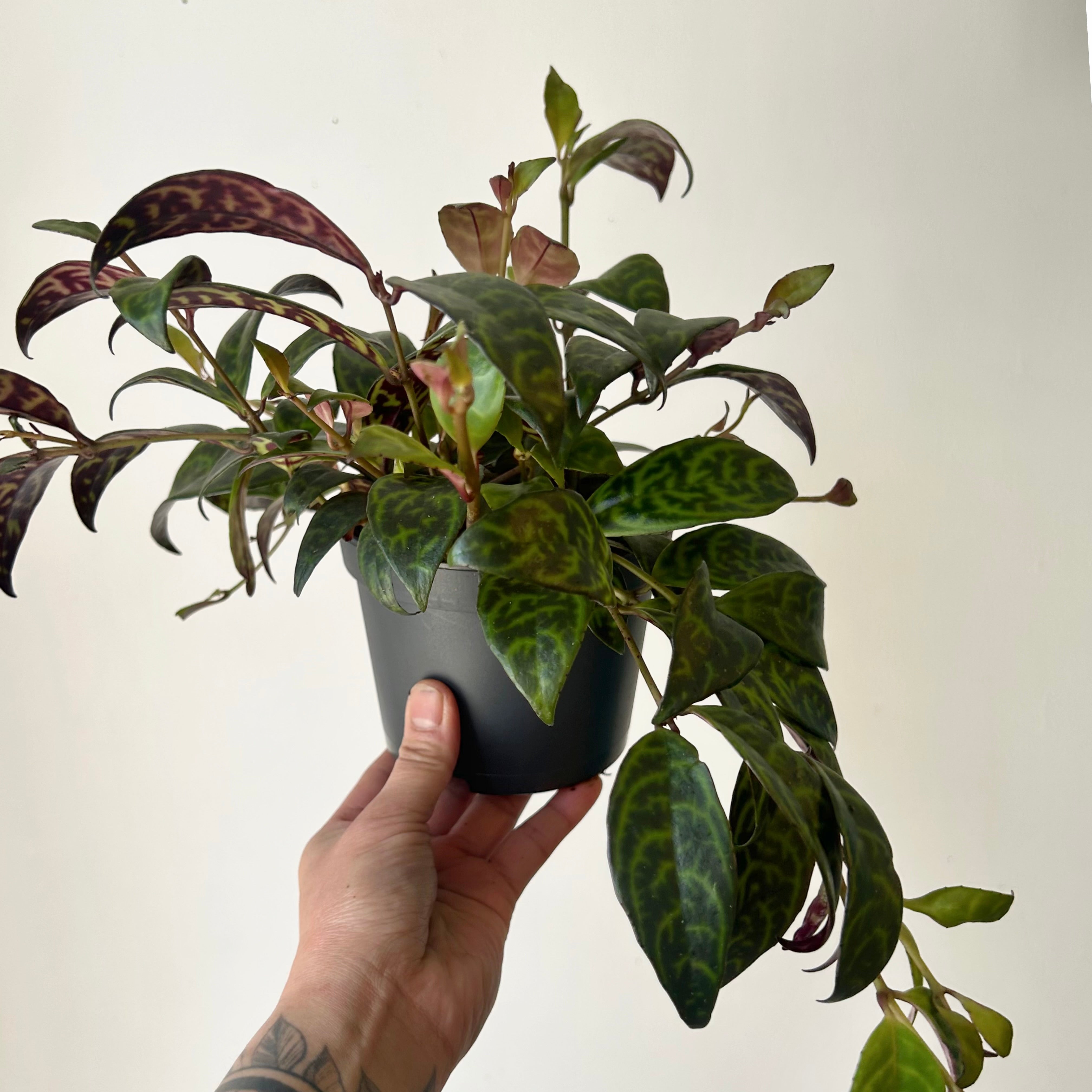 Black Pagoda Lipstick Plant (Aeschynanthus longicaulis) 5”pot