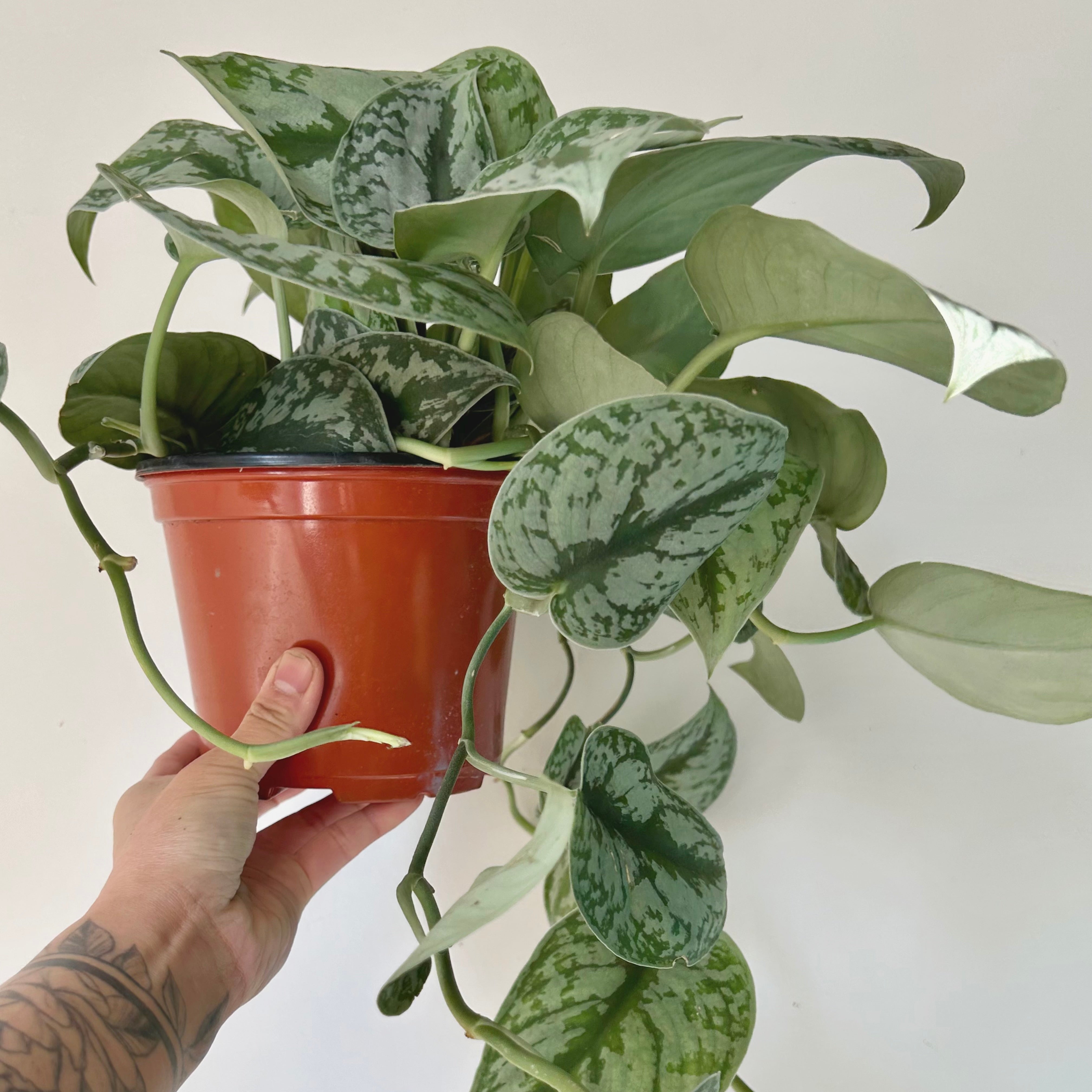 Scindapsus Exotica 6” hanging basket