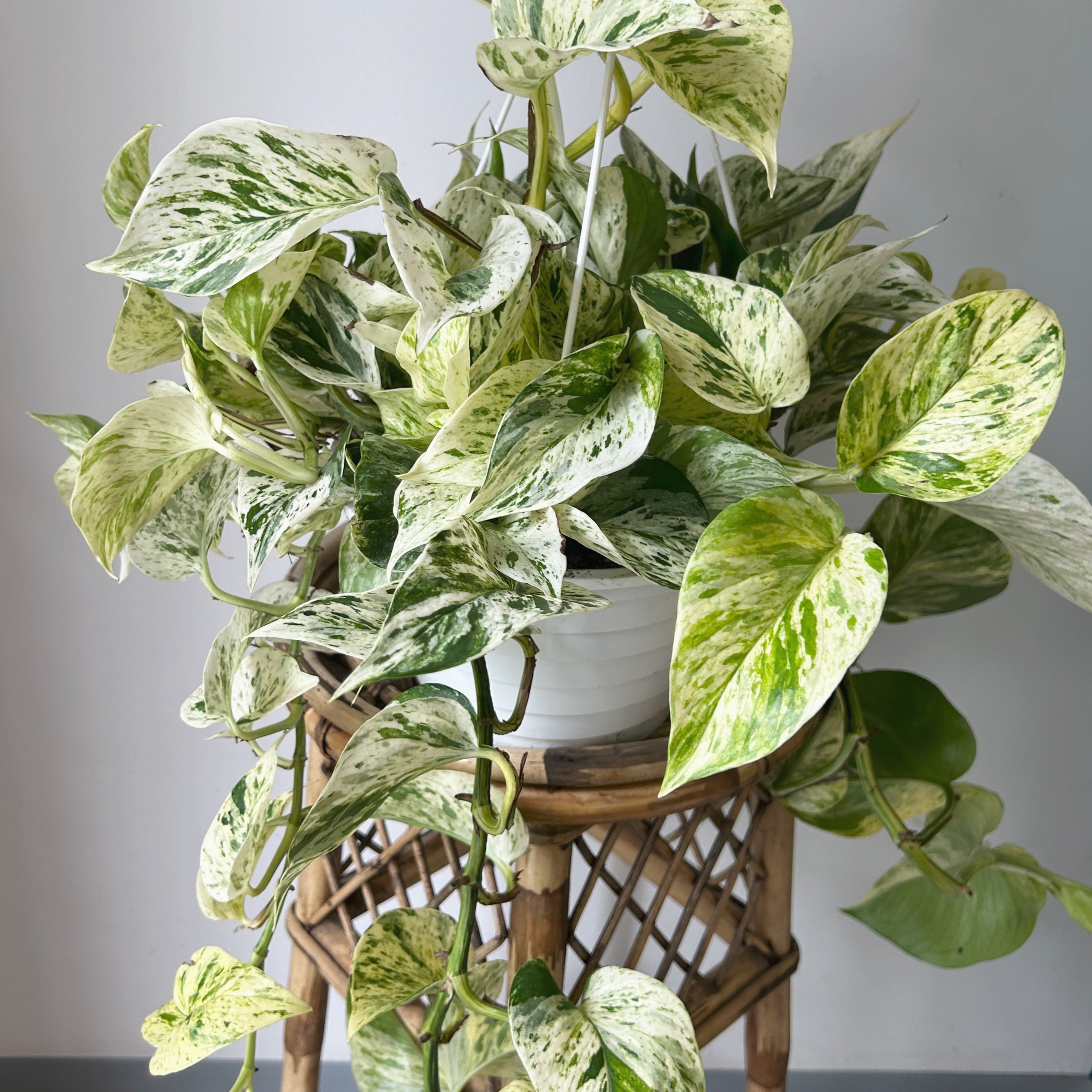 Pothos "Snow Queen" 8” hanging basket