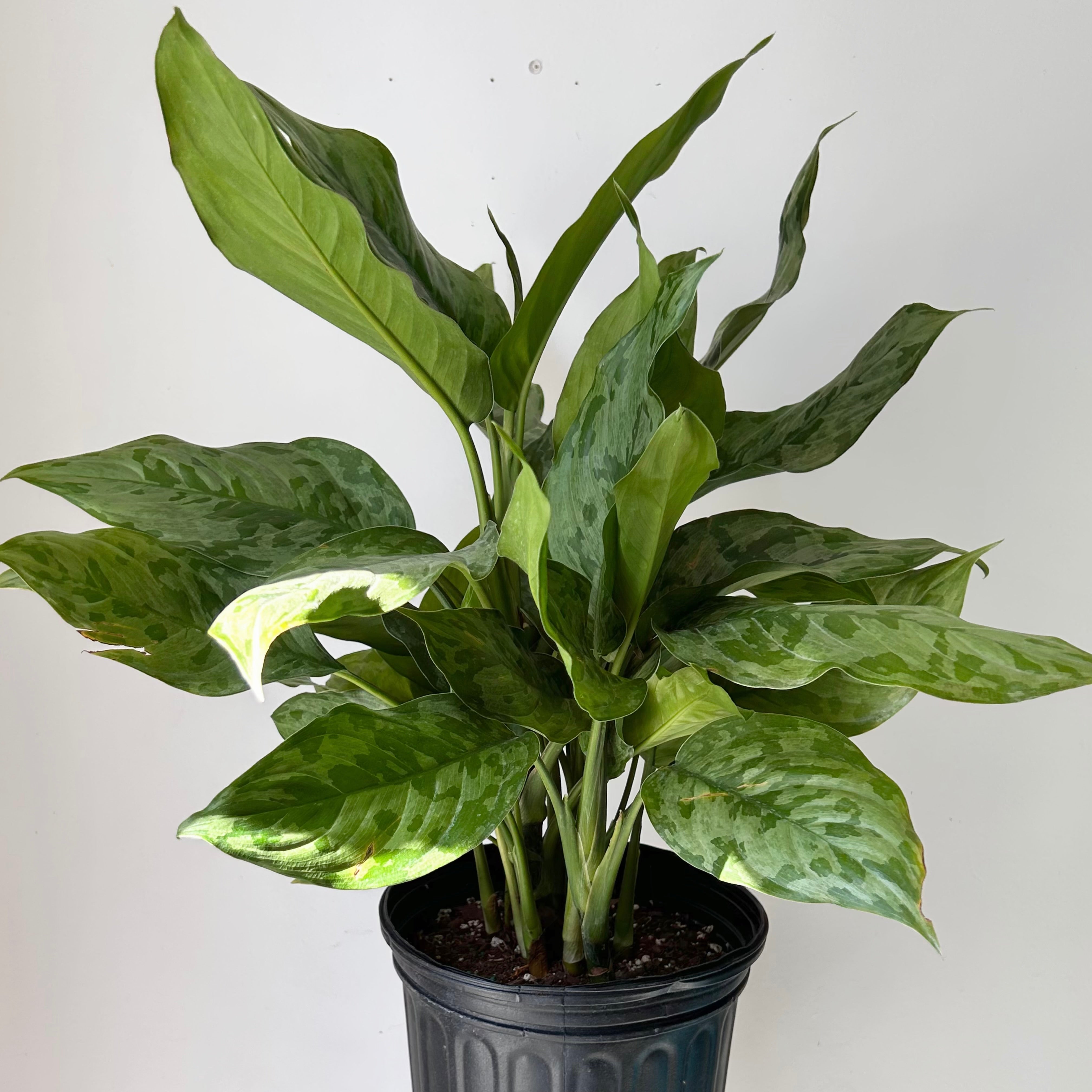 Aglaonema “Army” 8” pot