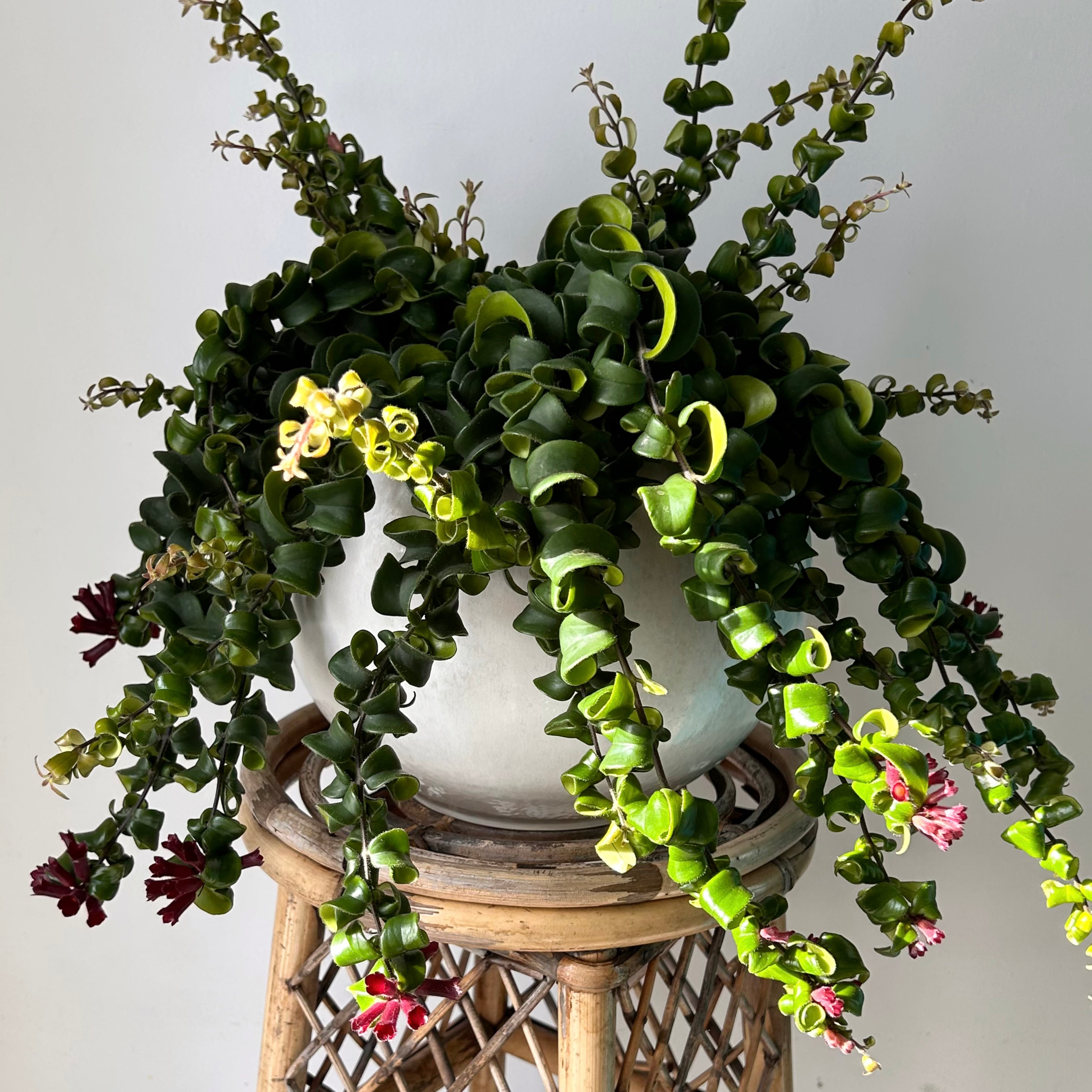 Rasta Lipstick Plant (Aeschynanthus radicans) 8” hanging pot