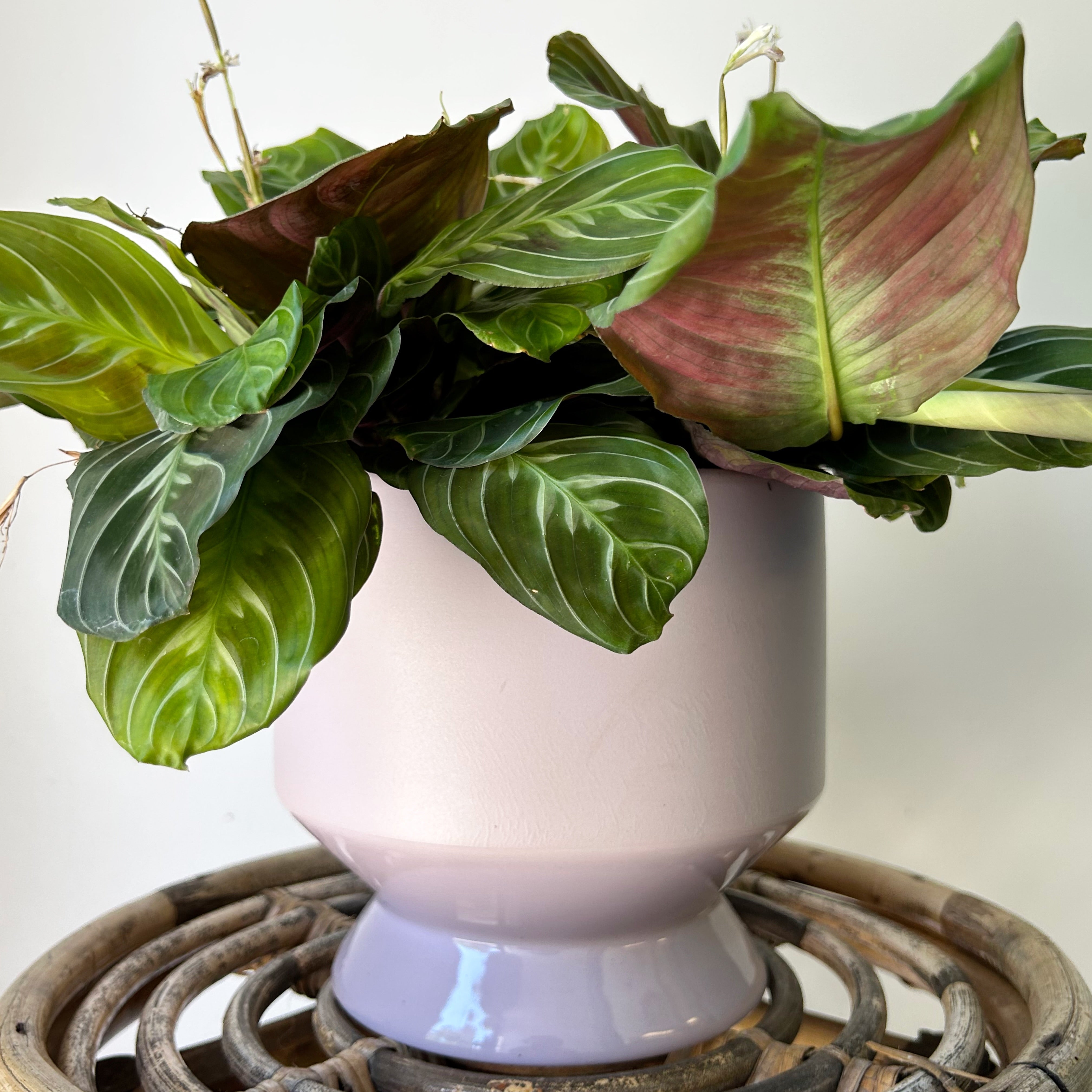 PASADENA PASTEL Decorative Pot (6”x6”) available in 3 colours