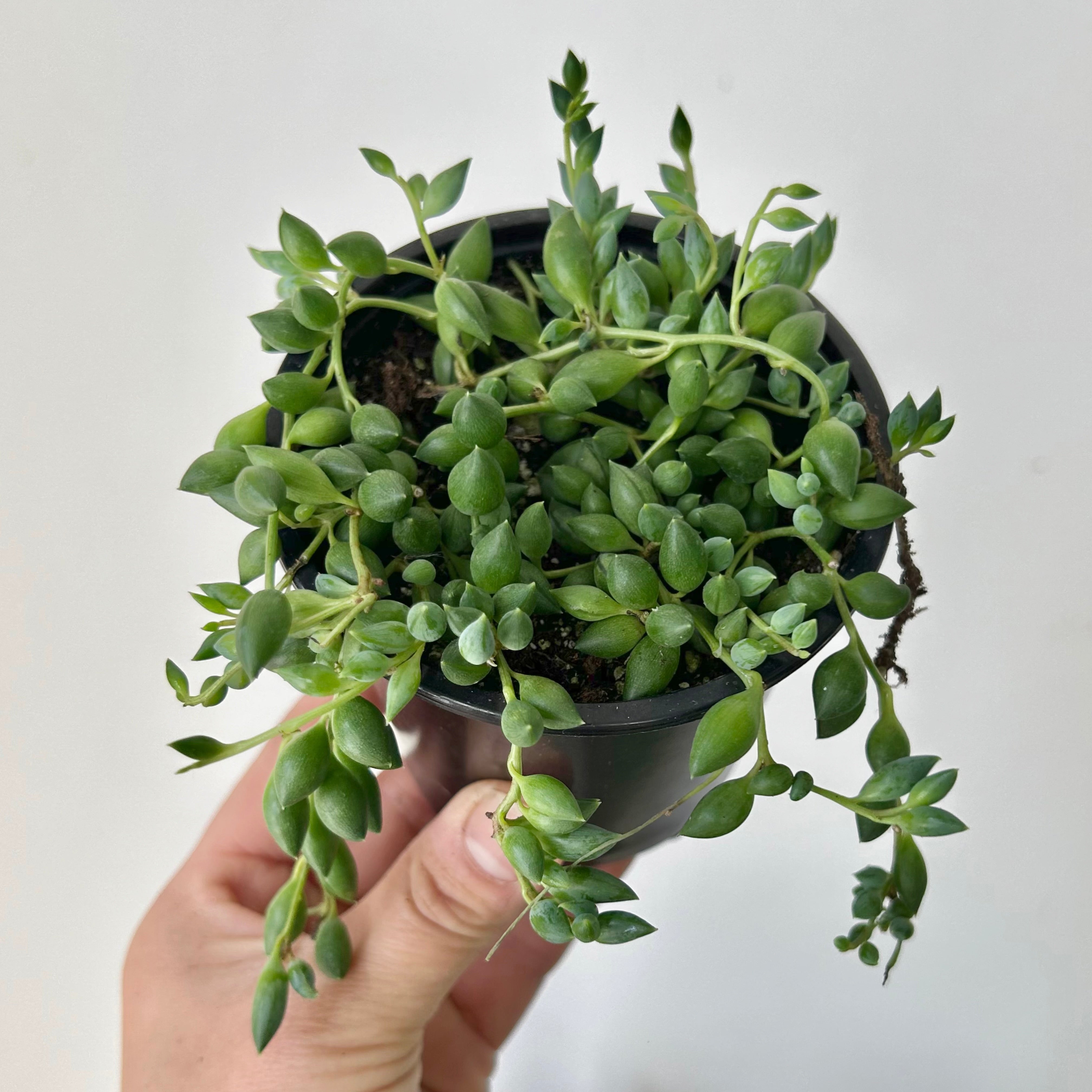 String of Tears Succulent 3.5”pot