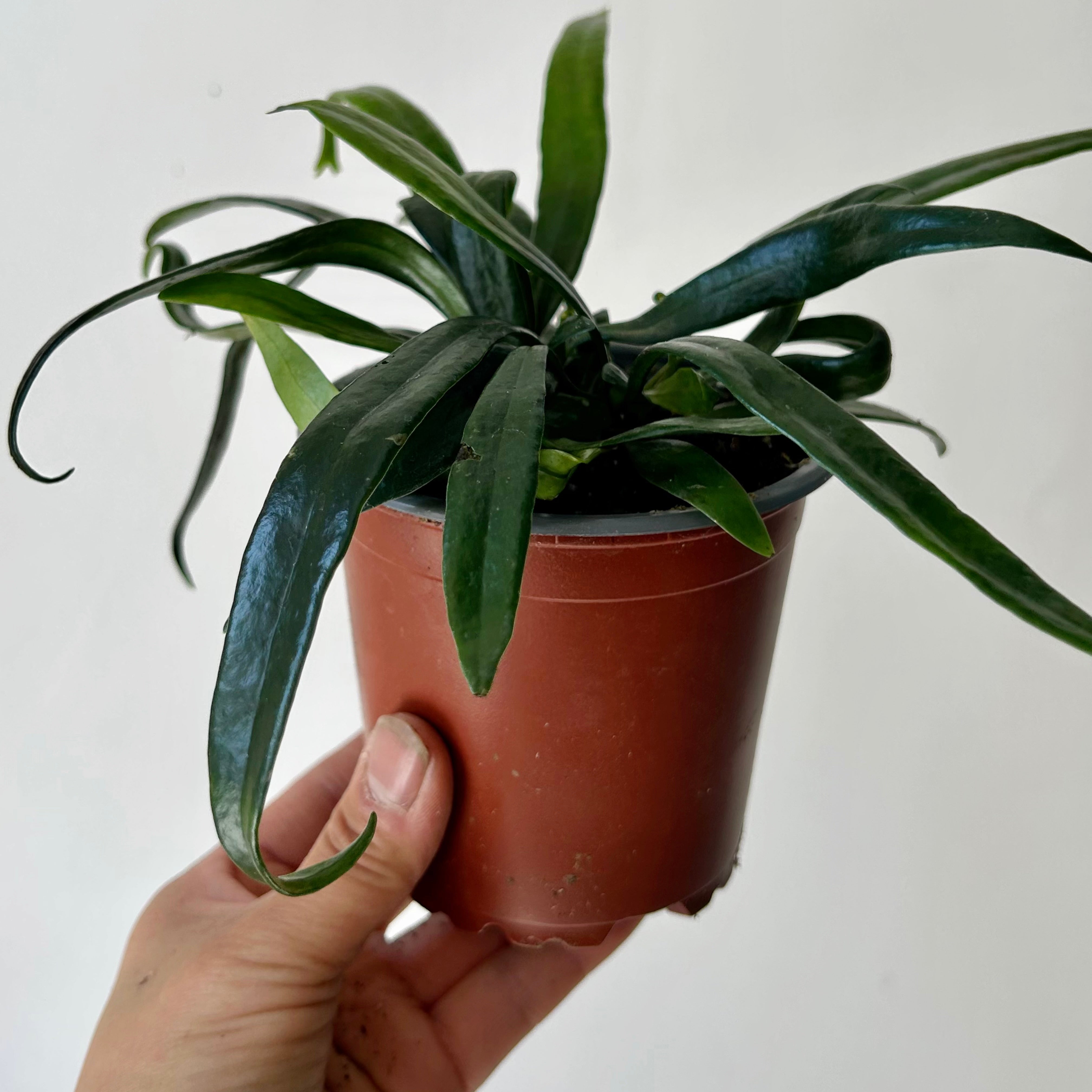 Blue Oil Fern (Microsorum thailandicum) 4” pot
