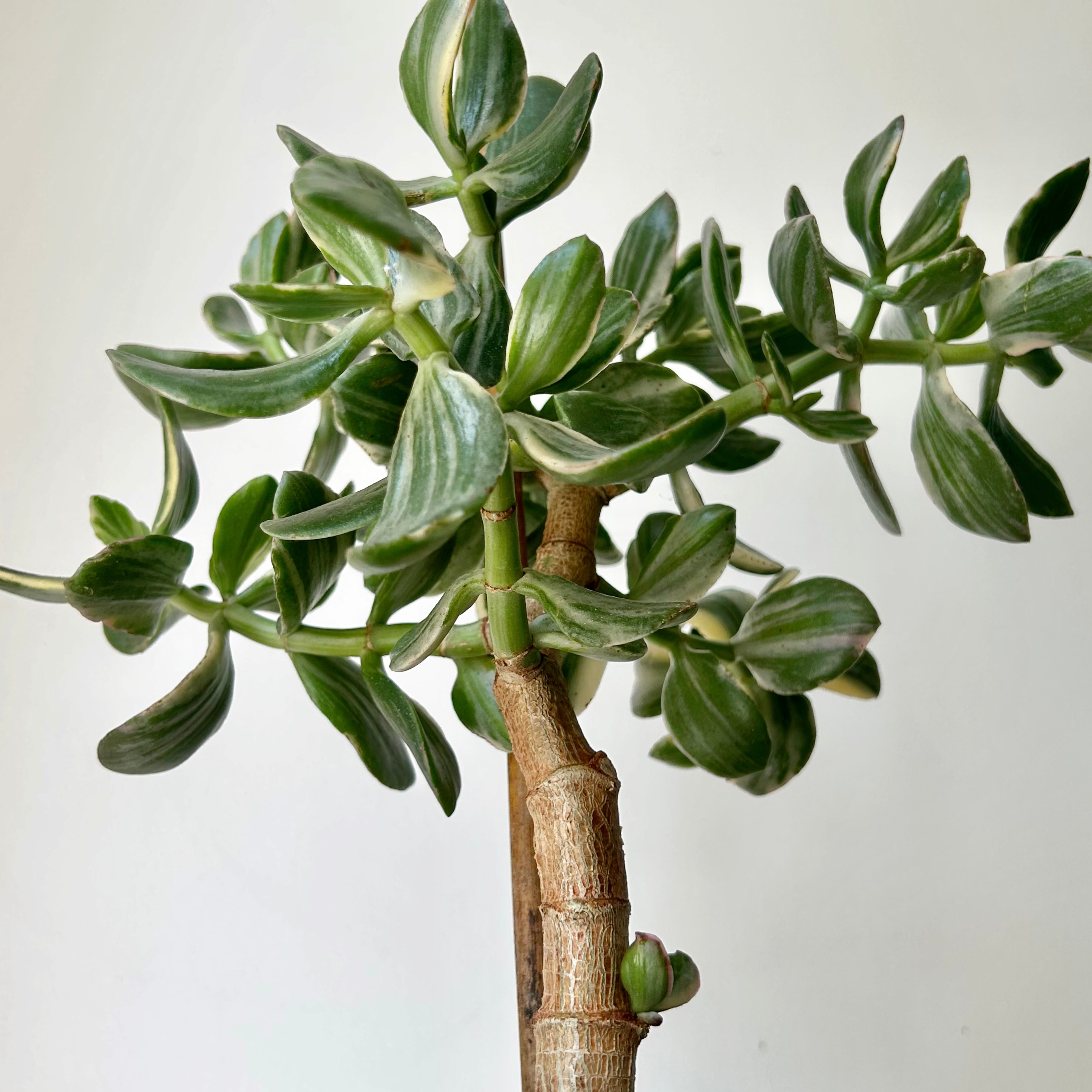 Variegated Jade Succulent Tree  (Crassula Ovata Tricolour) 6”pot