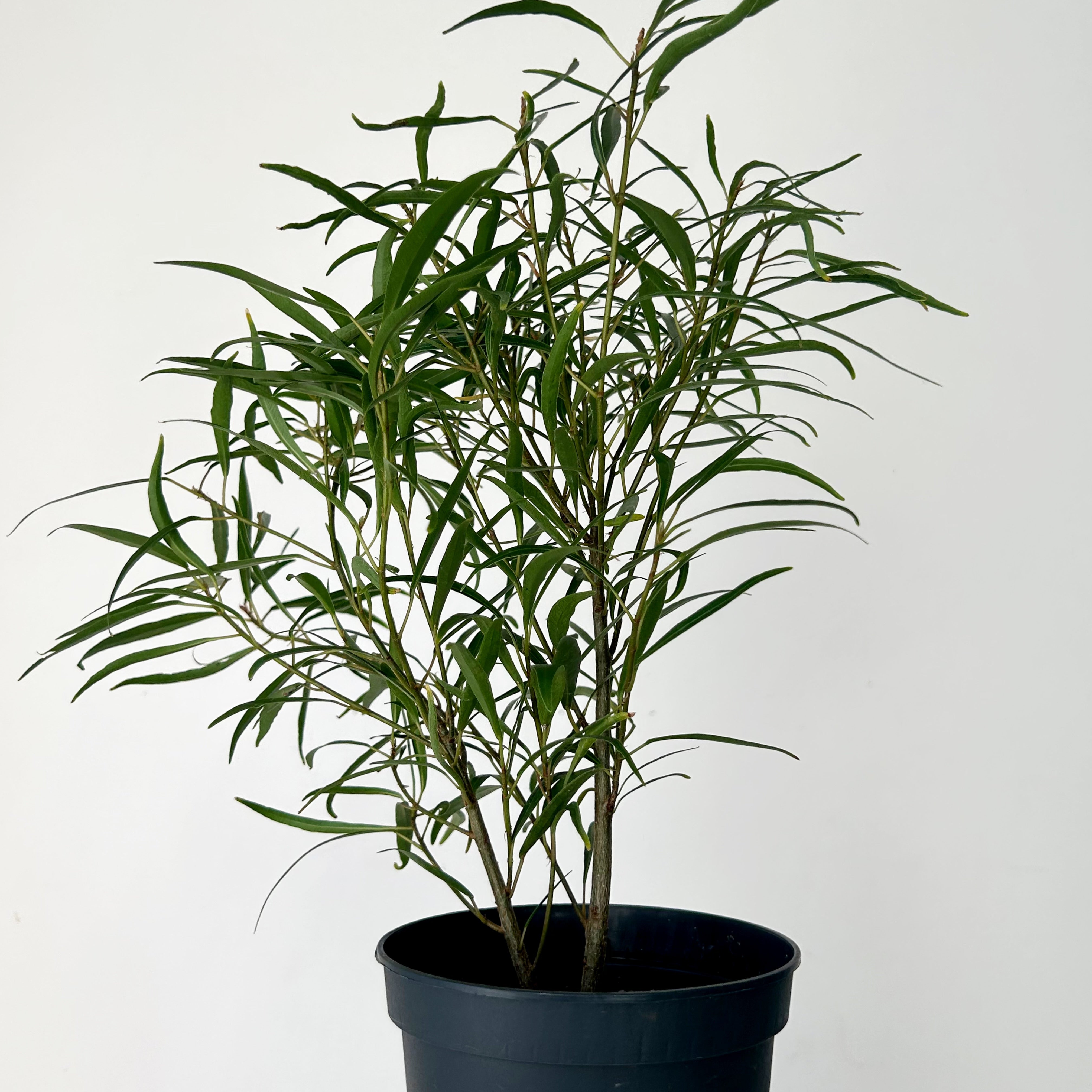 Ficus “Willow Leaf” (Salicaria) 5” pot