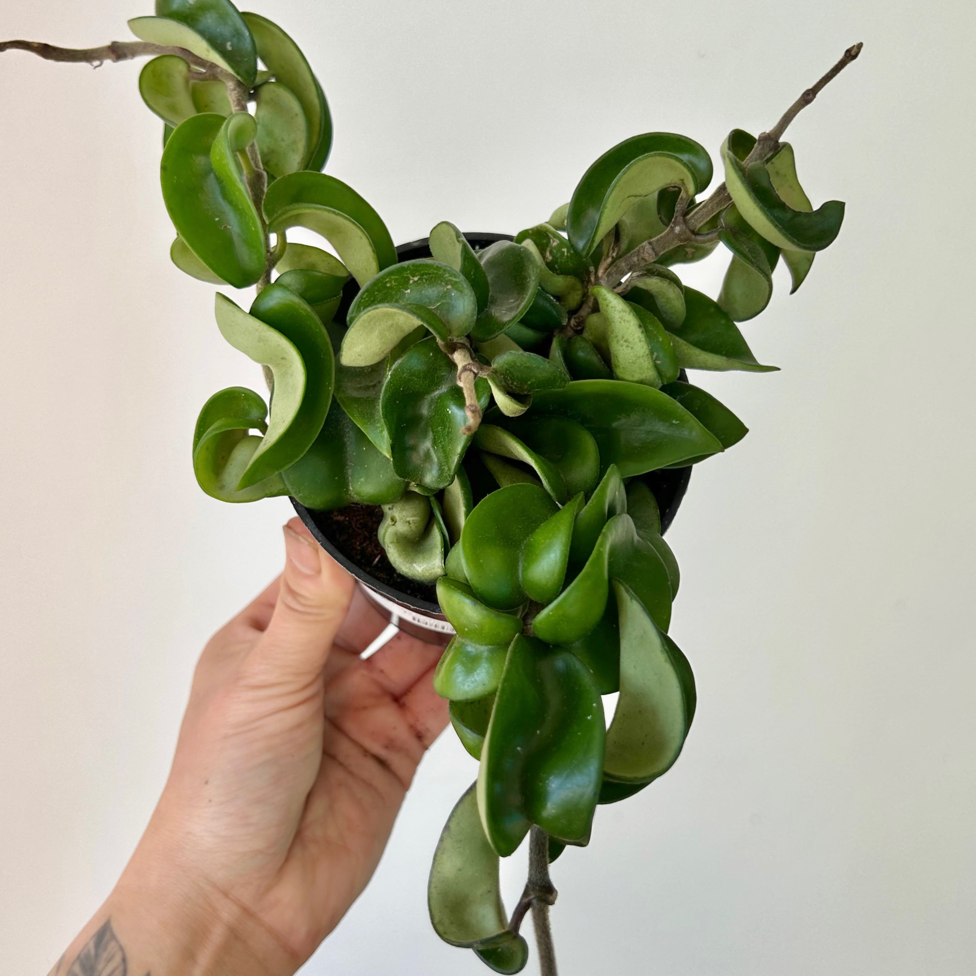 Rope Hoya (Carnosa compacta) 4”pot