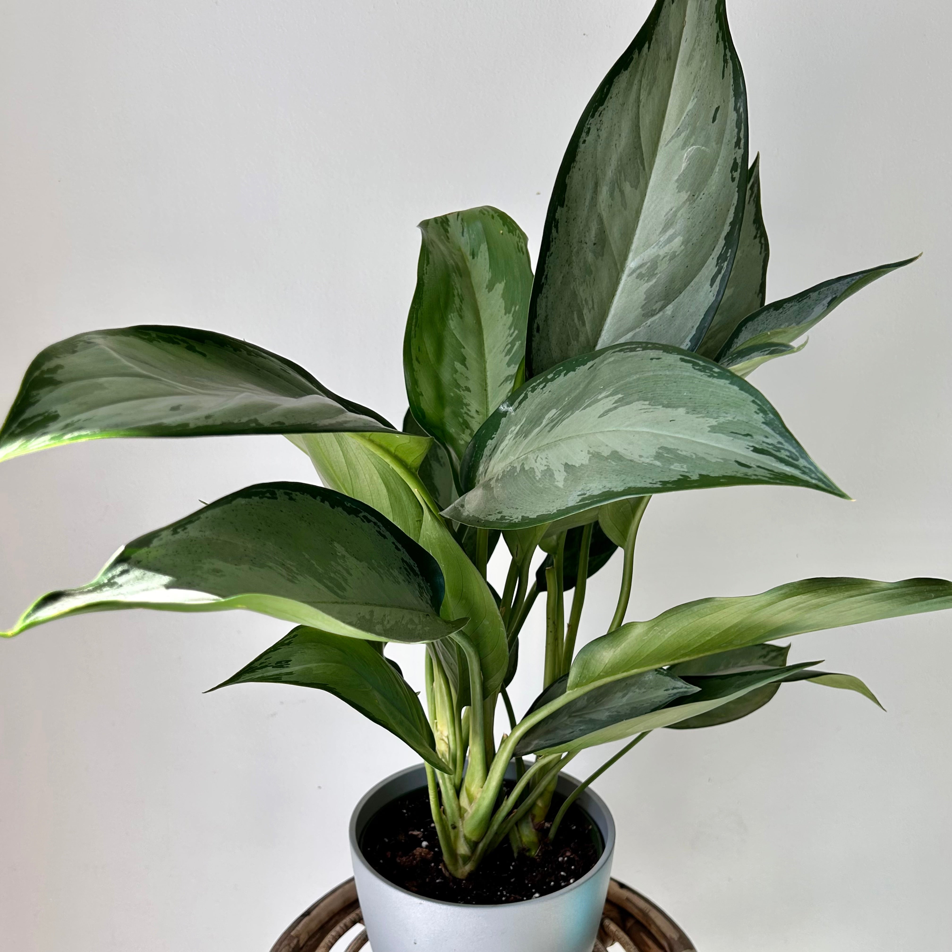 Aglaonema "Silverado" 6”pot
