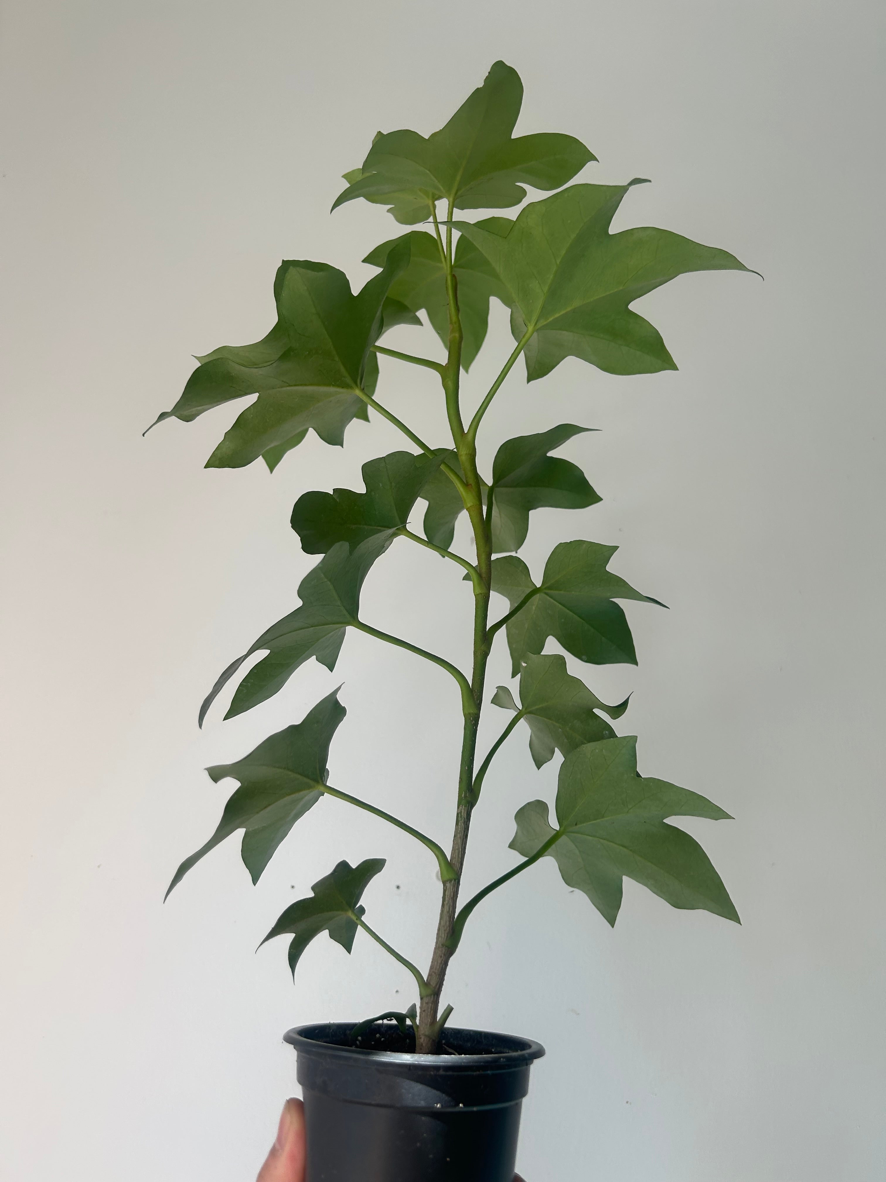 Tree Ivy Hybrid (xFatshedera lizei) 4” pot