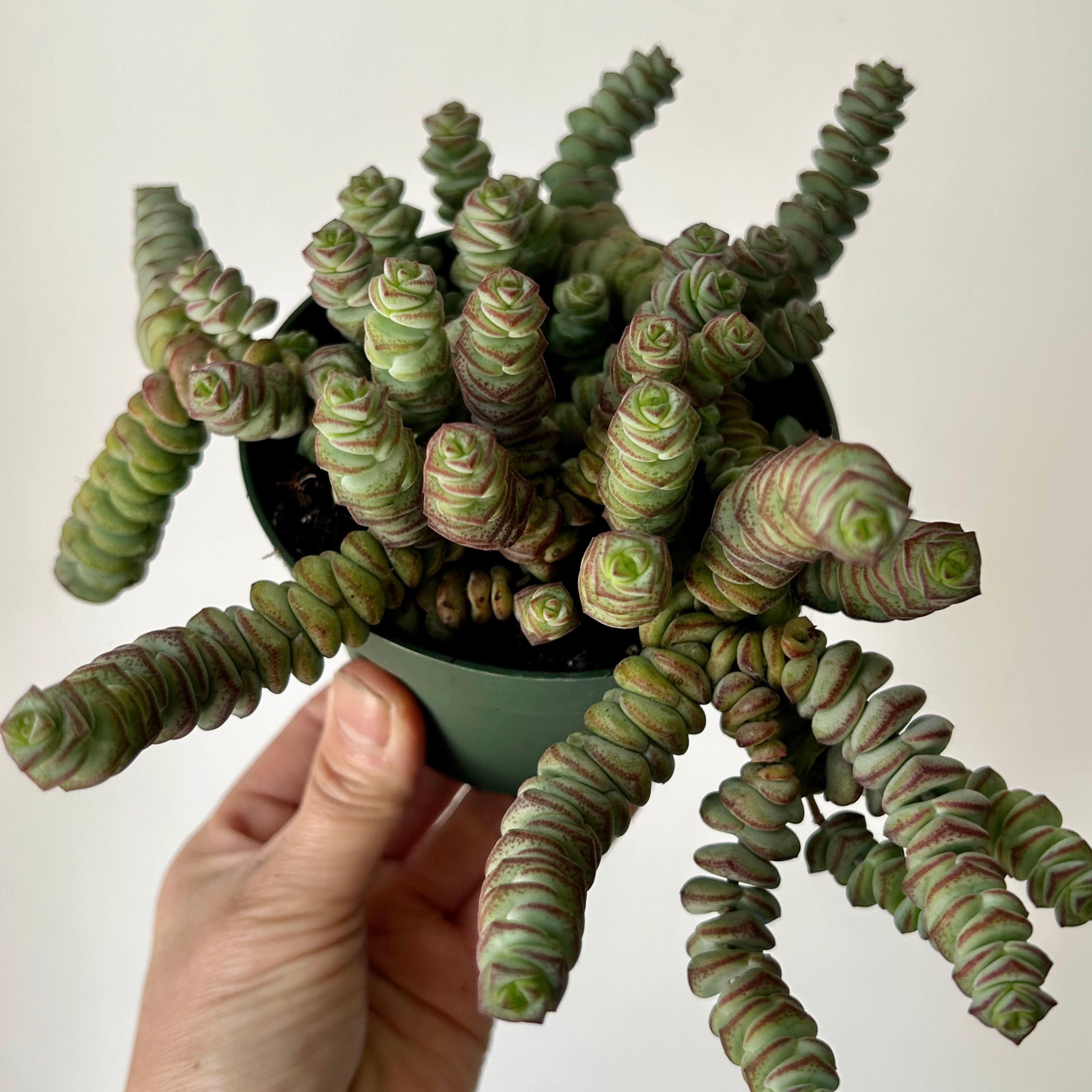 Jade Necklace Succulent (Crassula Marnieriana) 4” pot