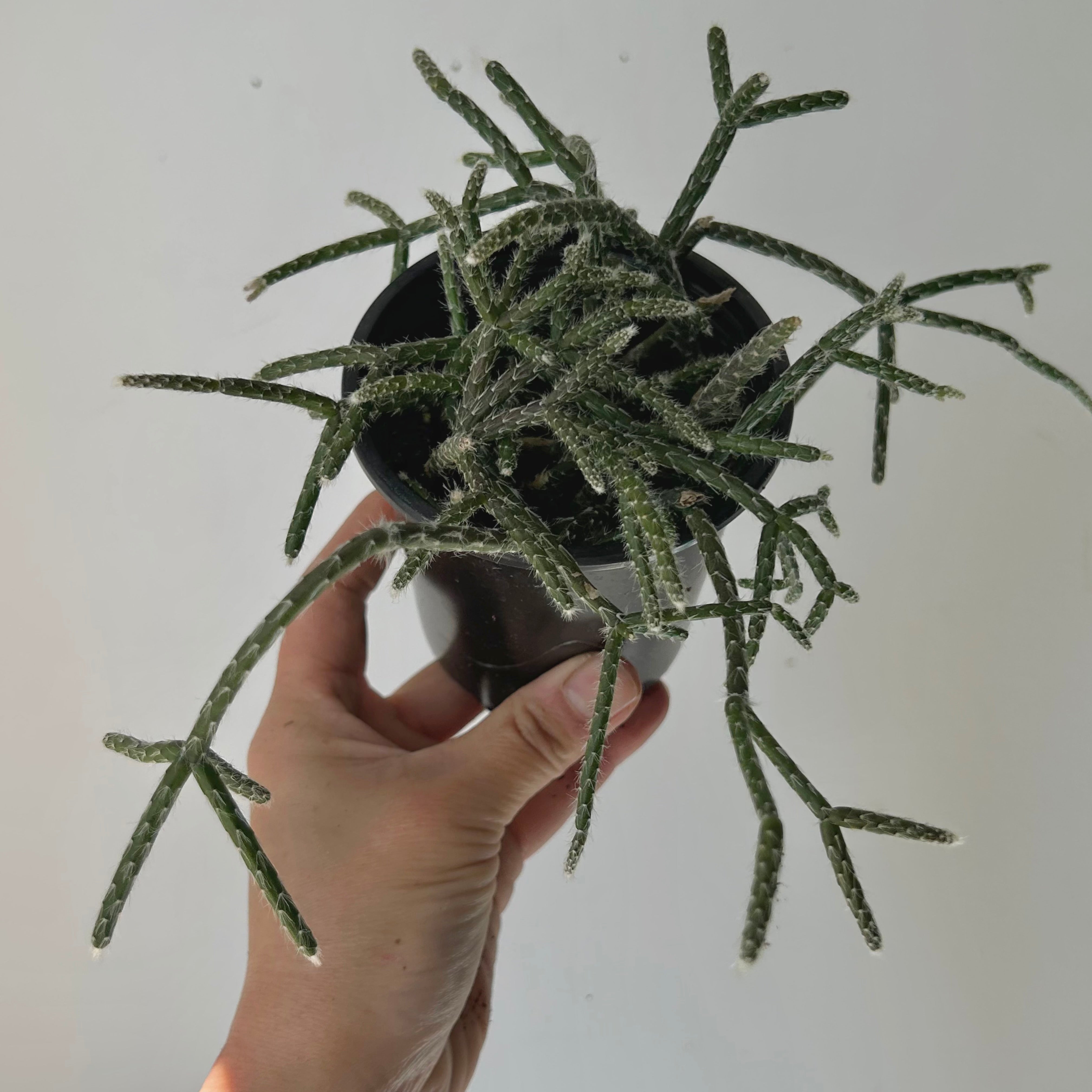 Hairy-Stemmed Rhipsalis (pilocarpa) 4”pot
