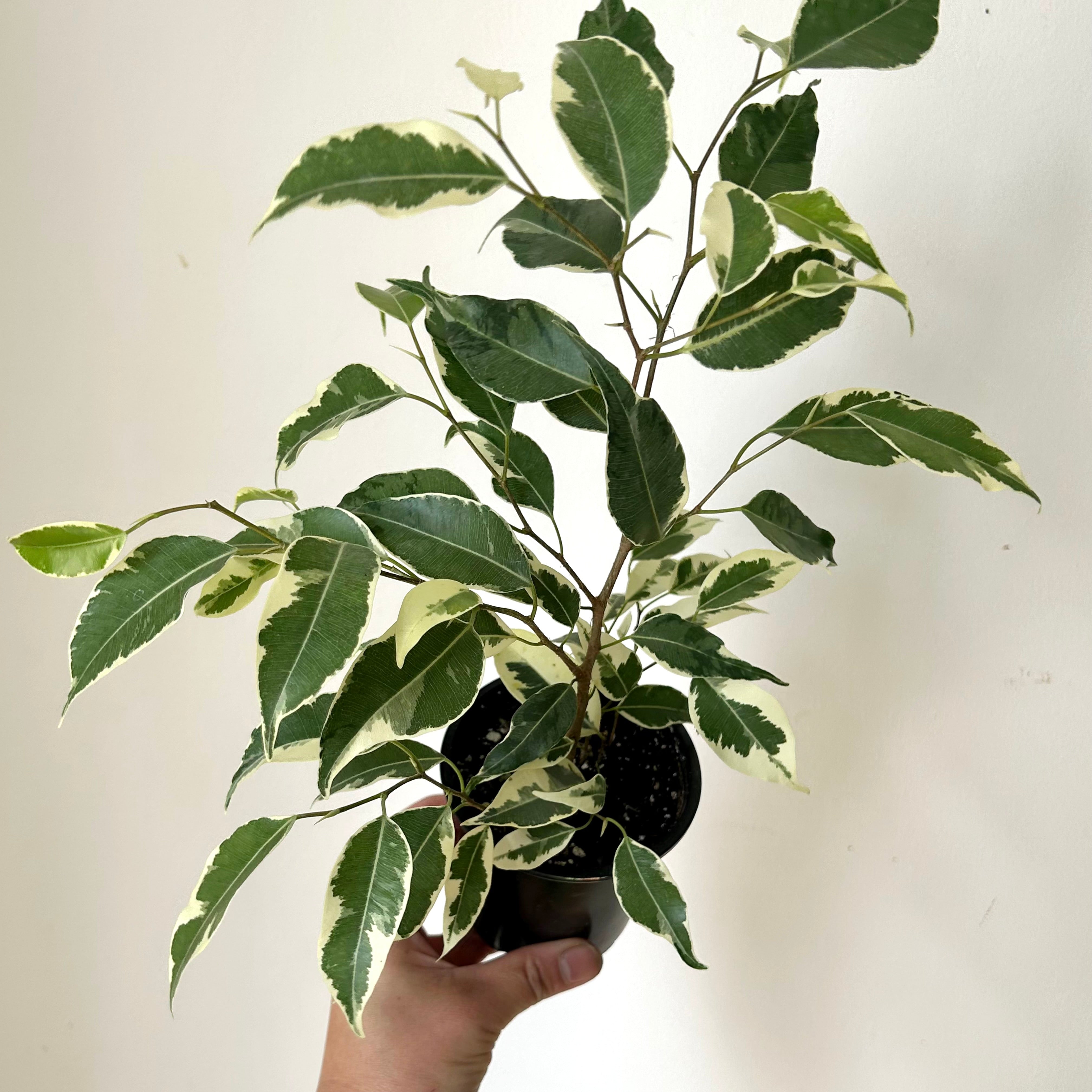 Variegated Ficus Benjamina 3.5"  pot