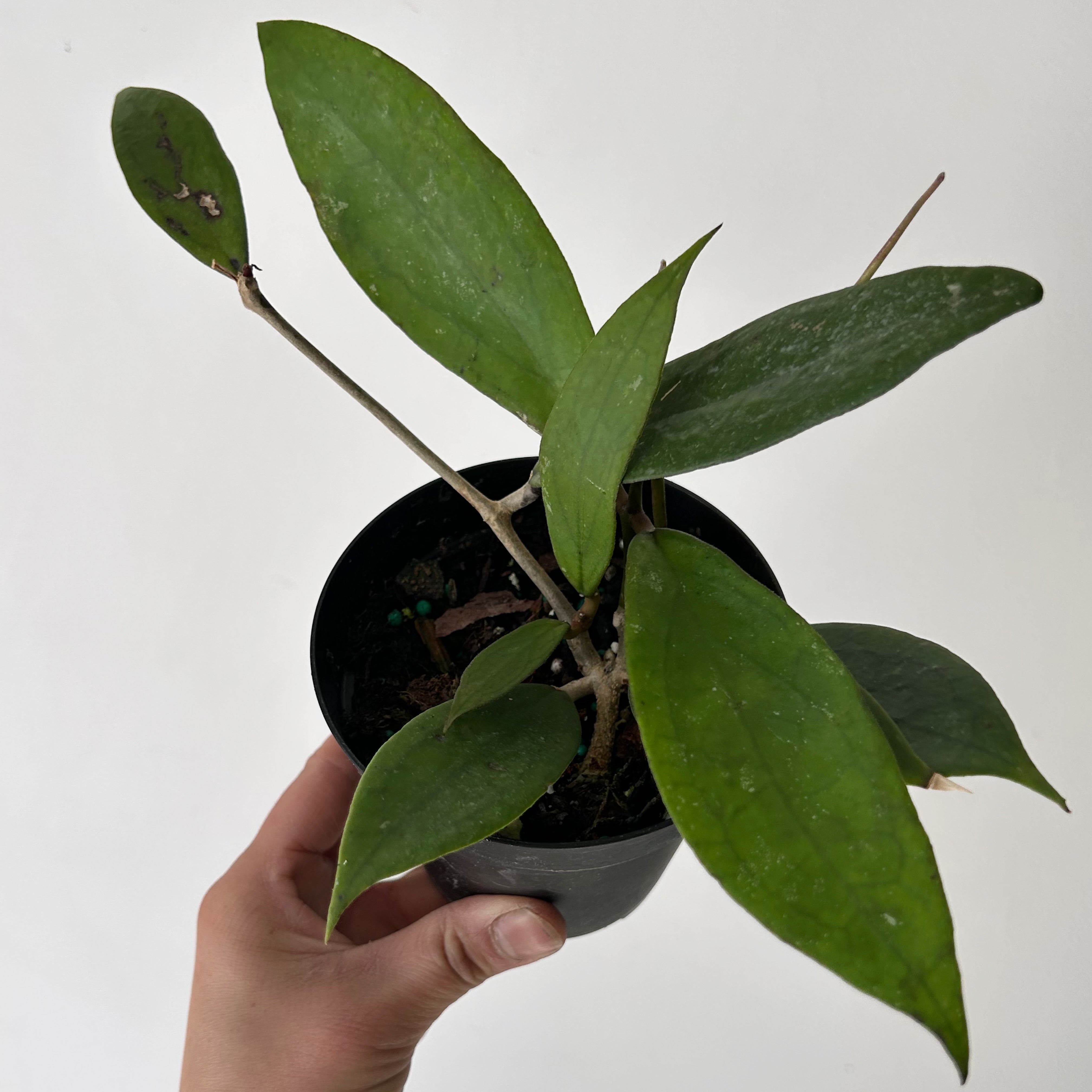 Hoya “Jennifer” (H. incrassataXH. finlaysonii) 4” pot