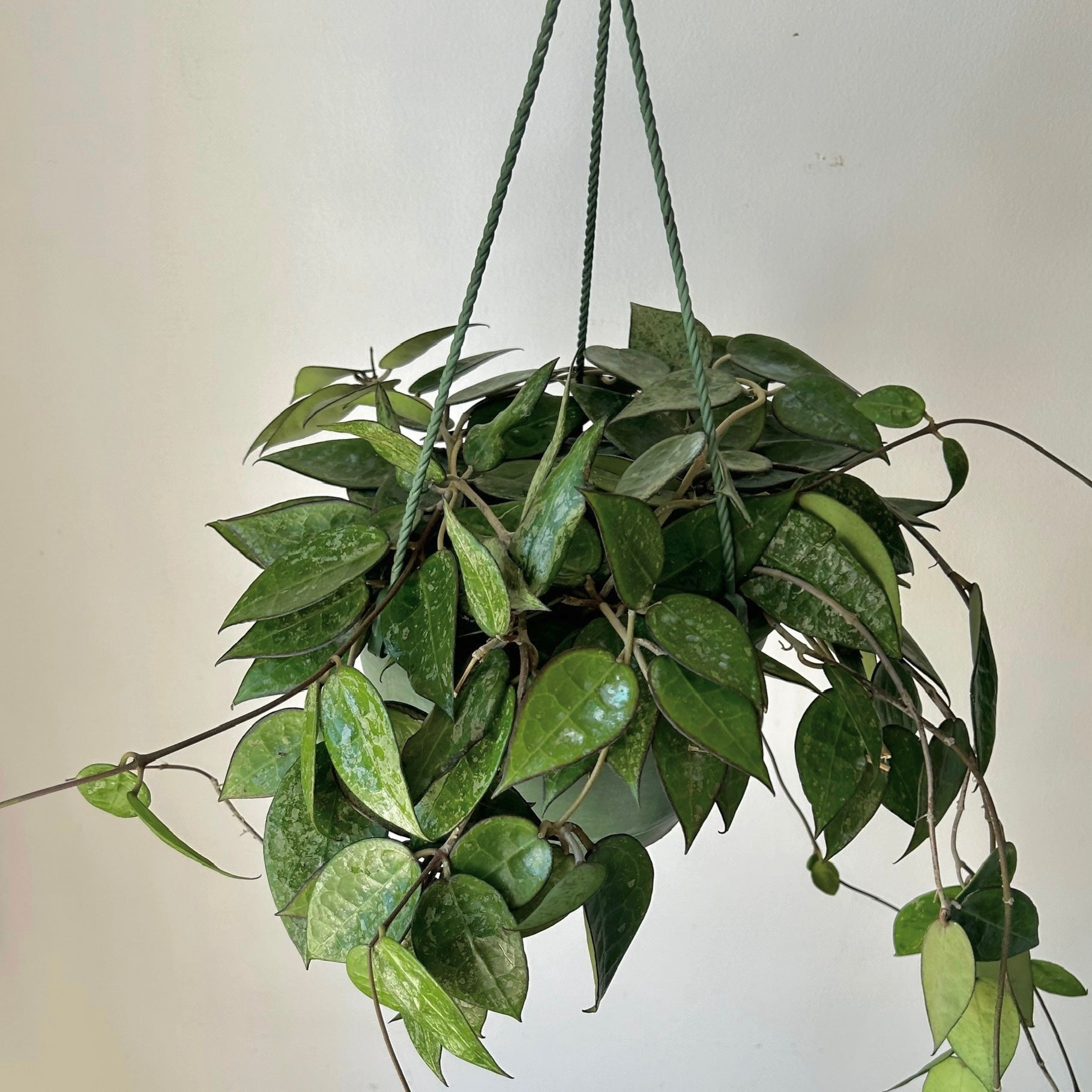 Hoya verticillata "Black Margin" (formerly H. parasitica) 8”hanging basket