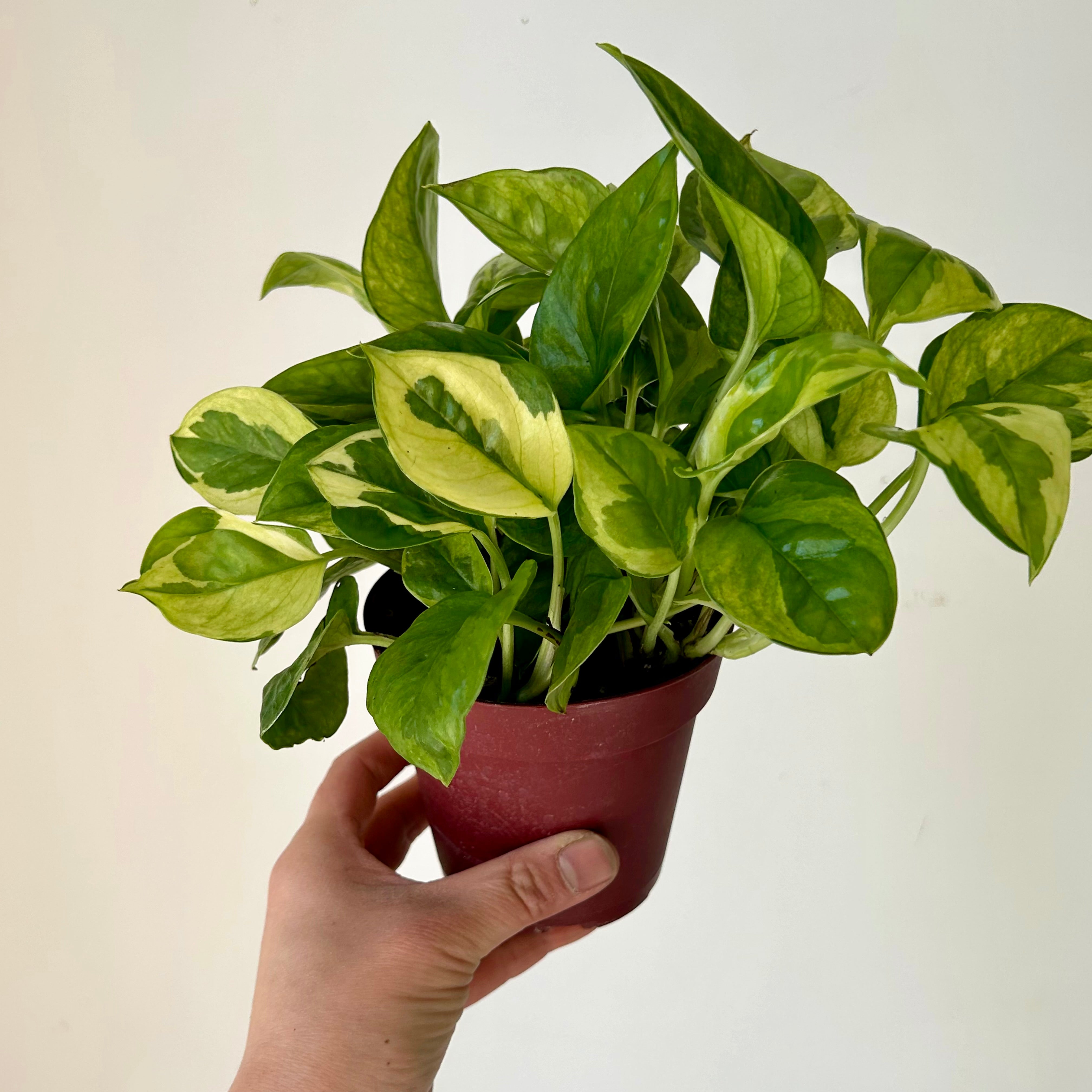 Pothos “Lemon Meringue” 4” pot