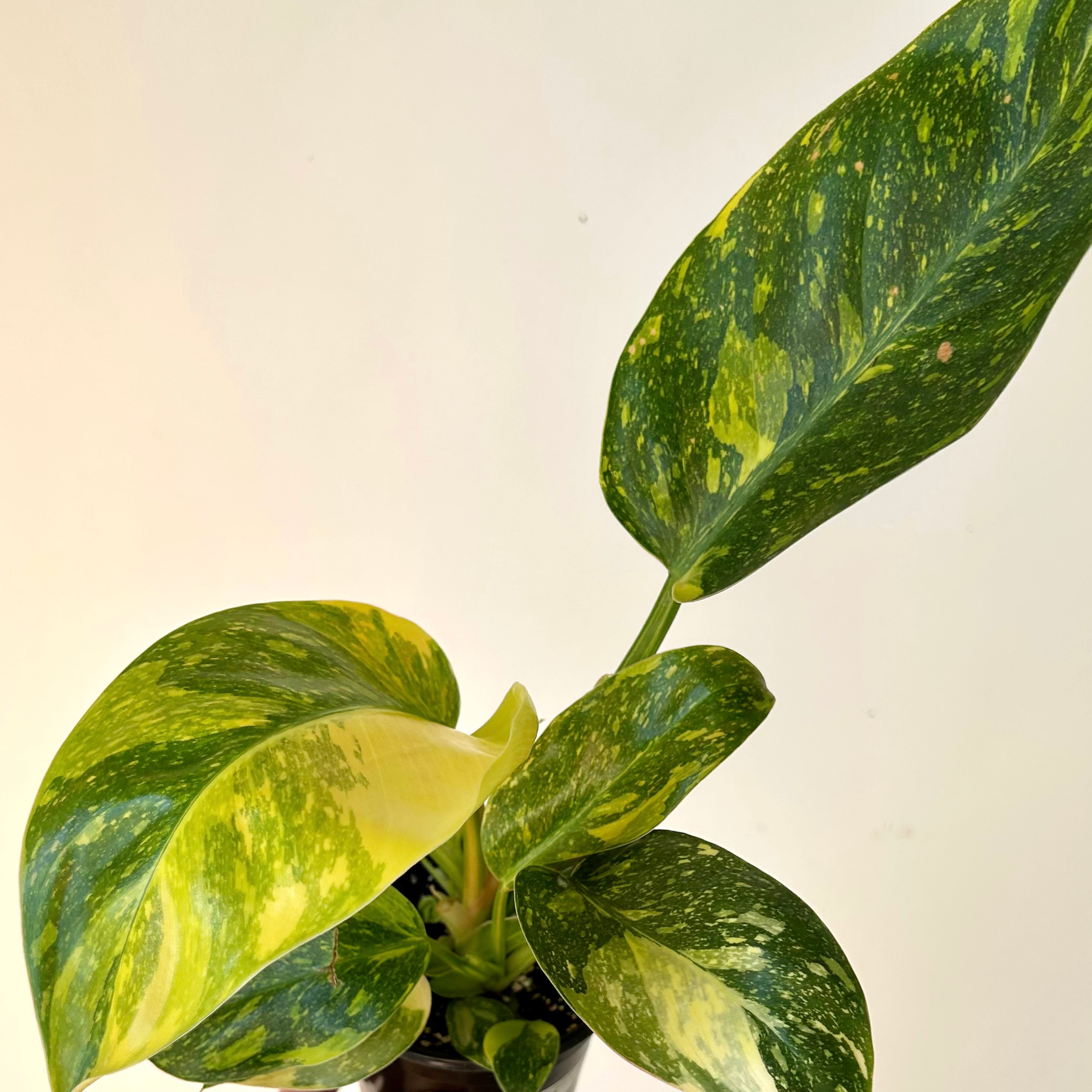 Variegated Philodendron Green Congo Nuclear 6” pot