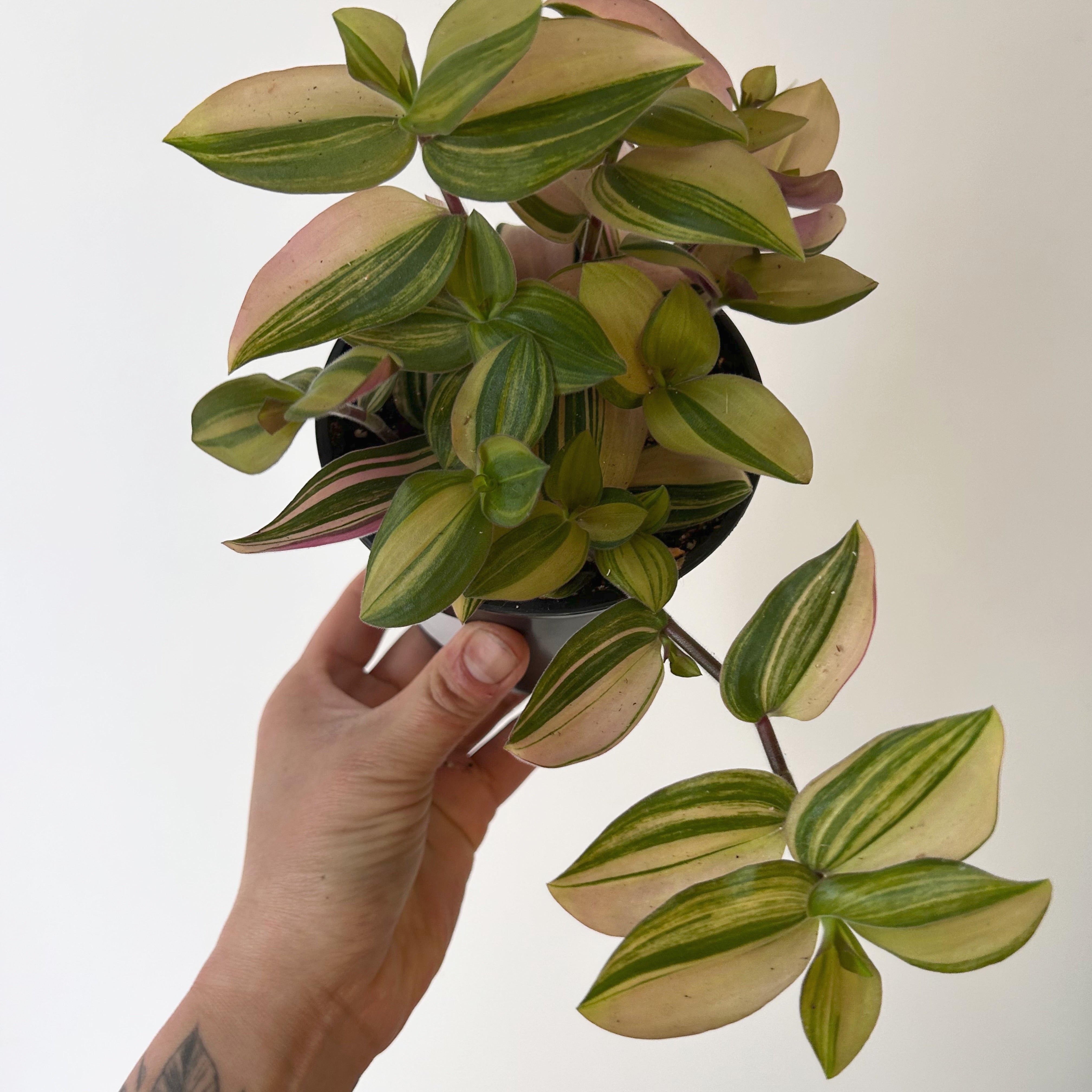 Variegated Tradescantia chrysophylla 'Baby Bunny Bellies' 4” pot