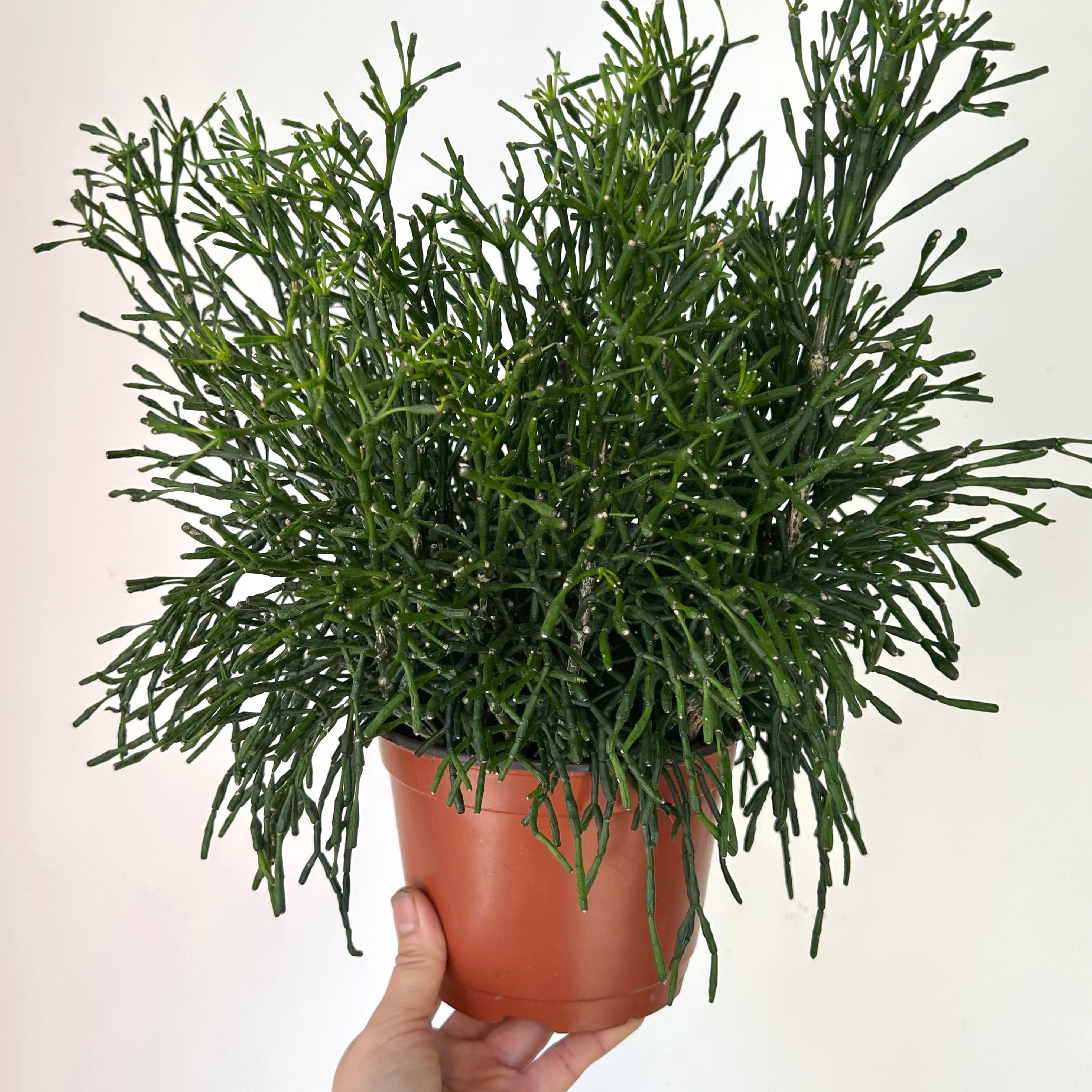 Bottle Cactus (Hatiora salicornioides ) 6” pot