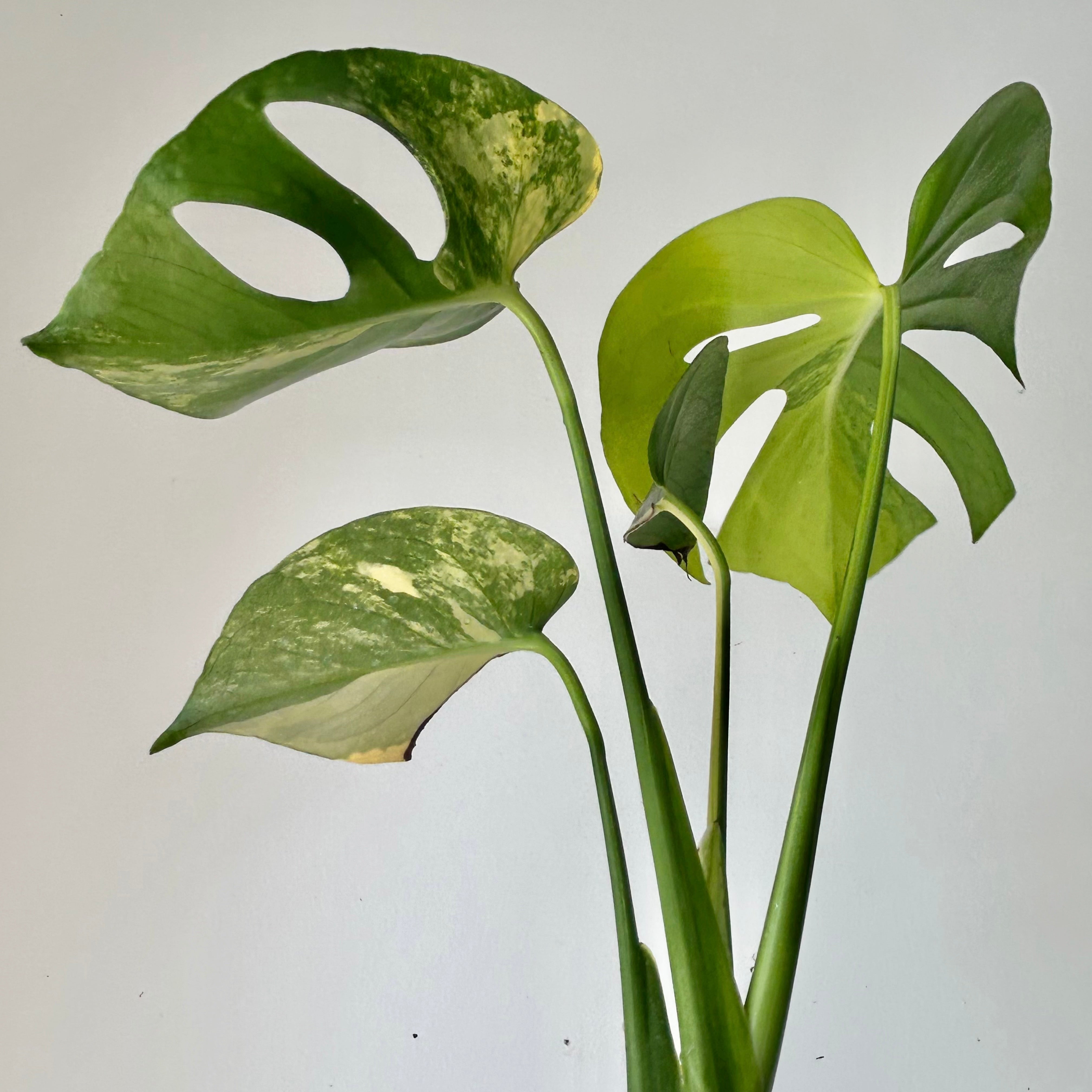 Monstera Variegata Aurea 3.5”pot