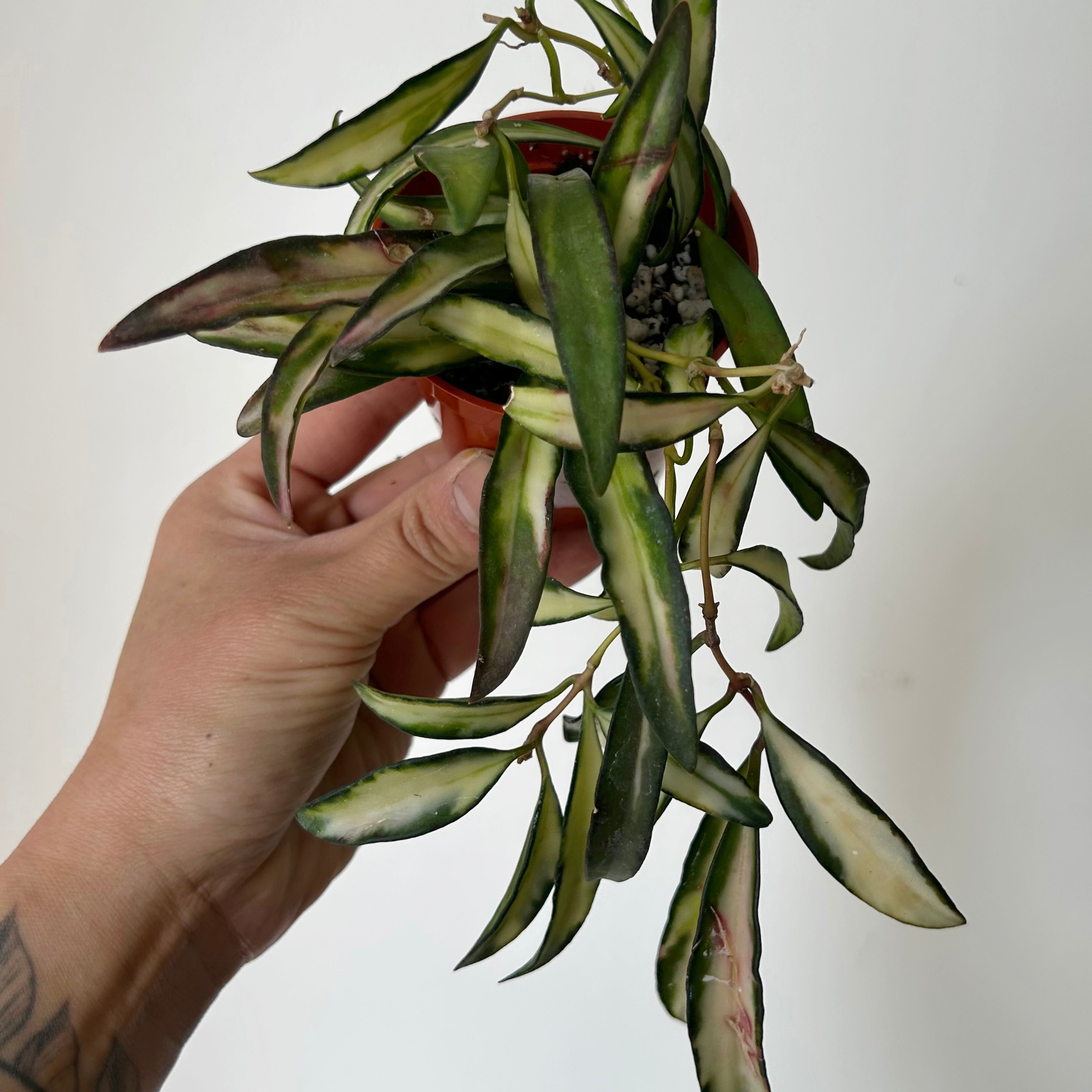 Variegated Hoya wayetii 2.75”pot