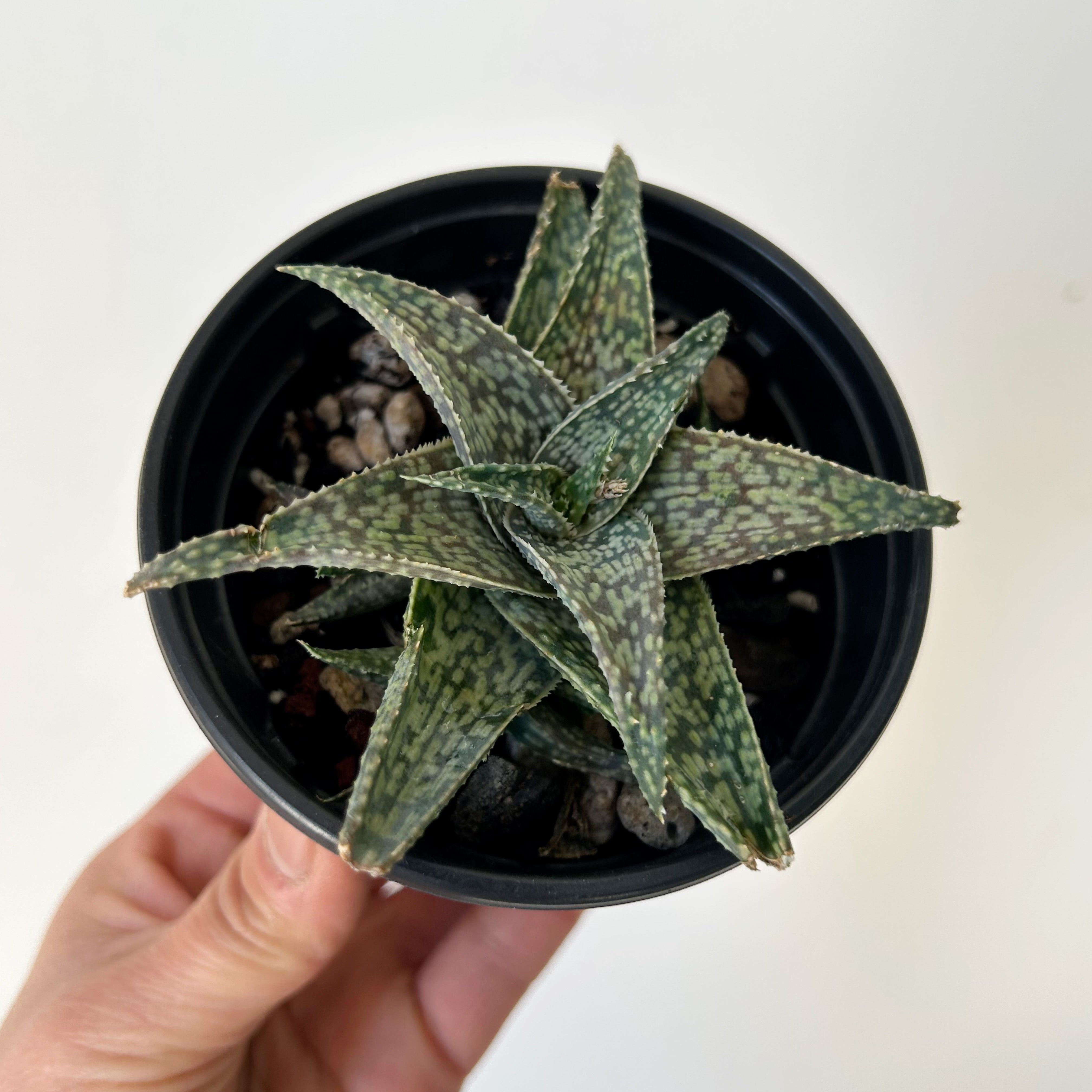 Aloe “White Fox” 3.5”pot