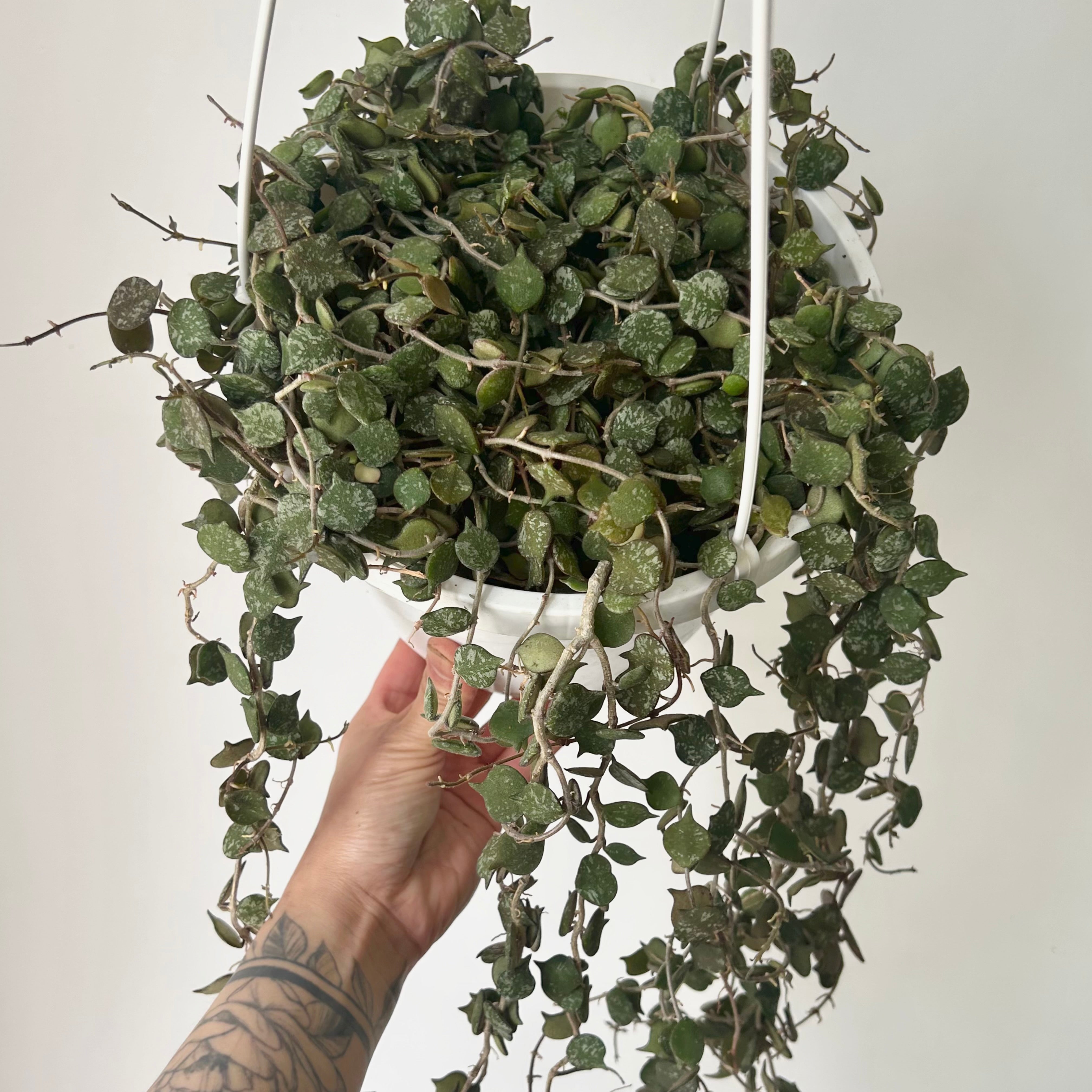 Hoya Curtisii 8" hanging basket