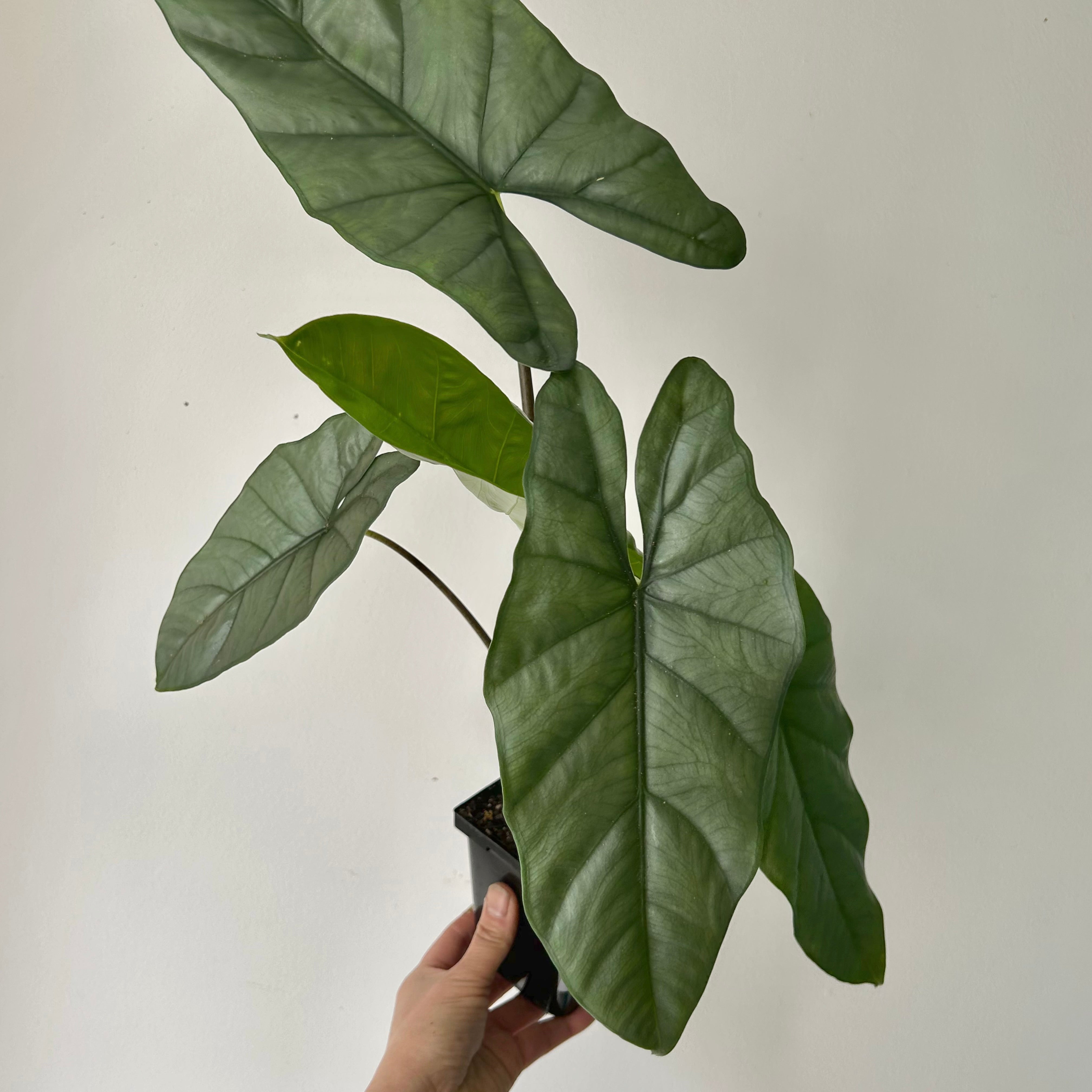 Alocasia Corazon 4”pot