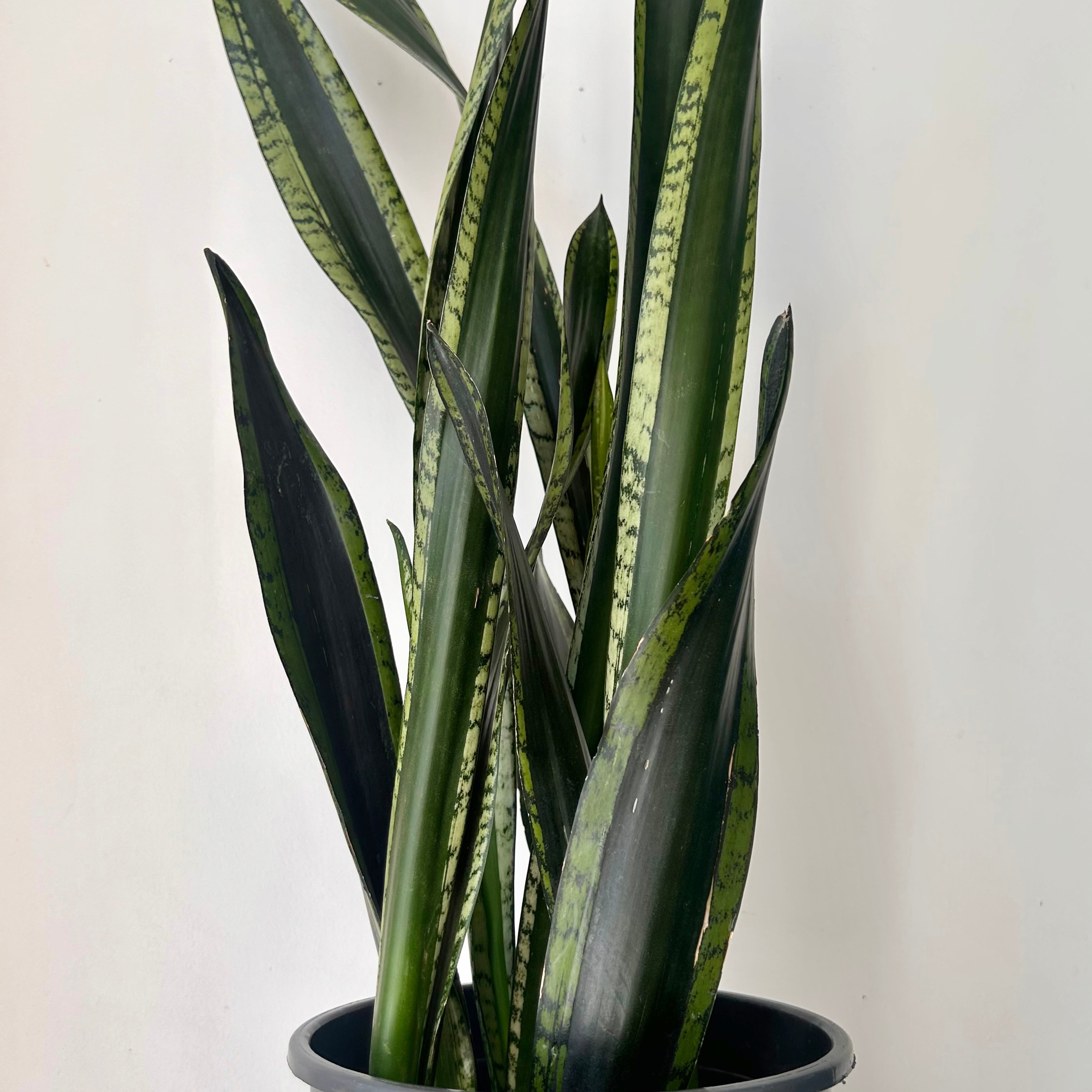 Sansevieria “Whitney” approximately  3ft tall 8”pot