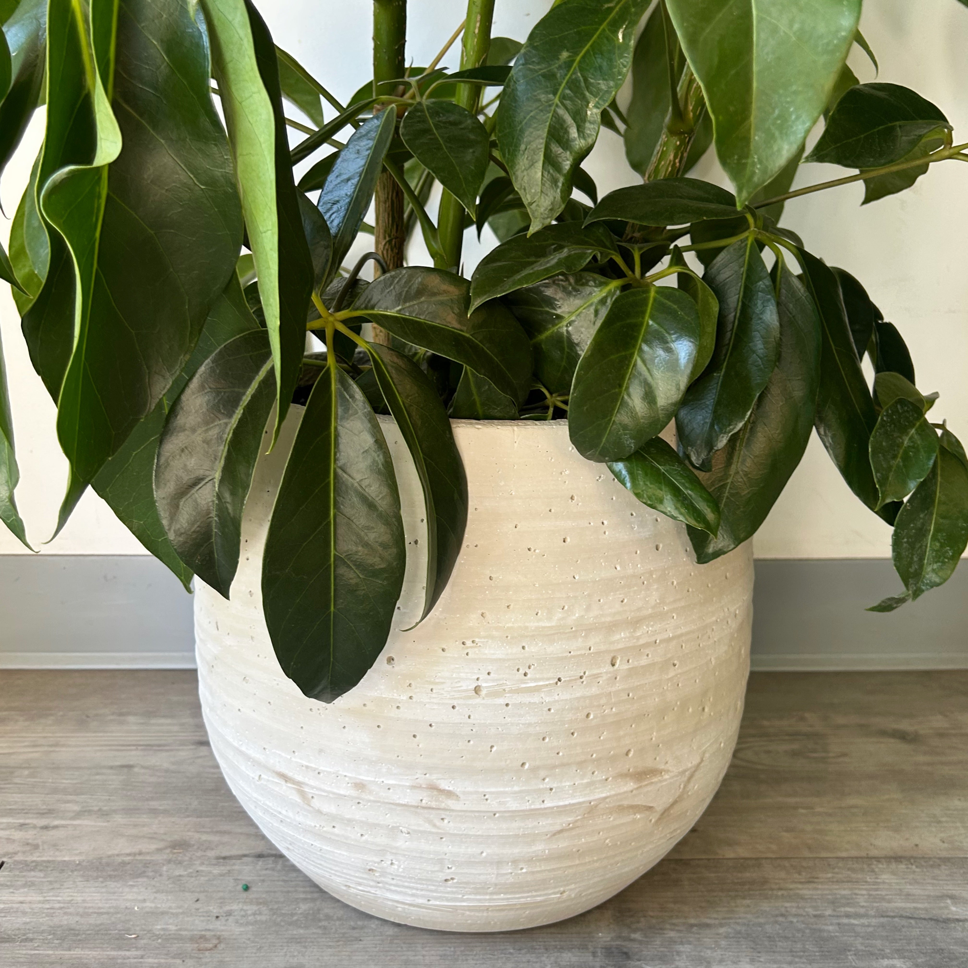 BEX Modern Decorative Cement Pot (available in two sizes).