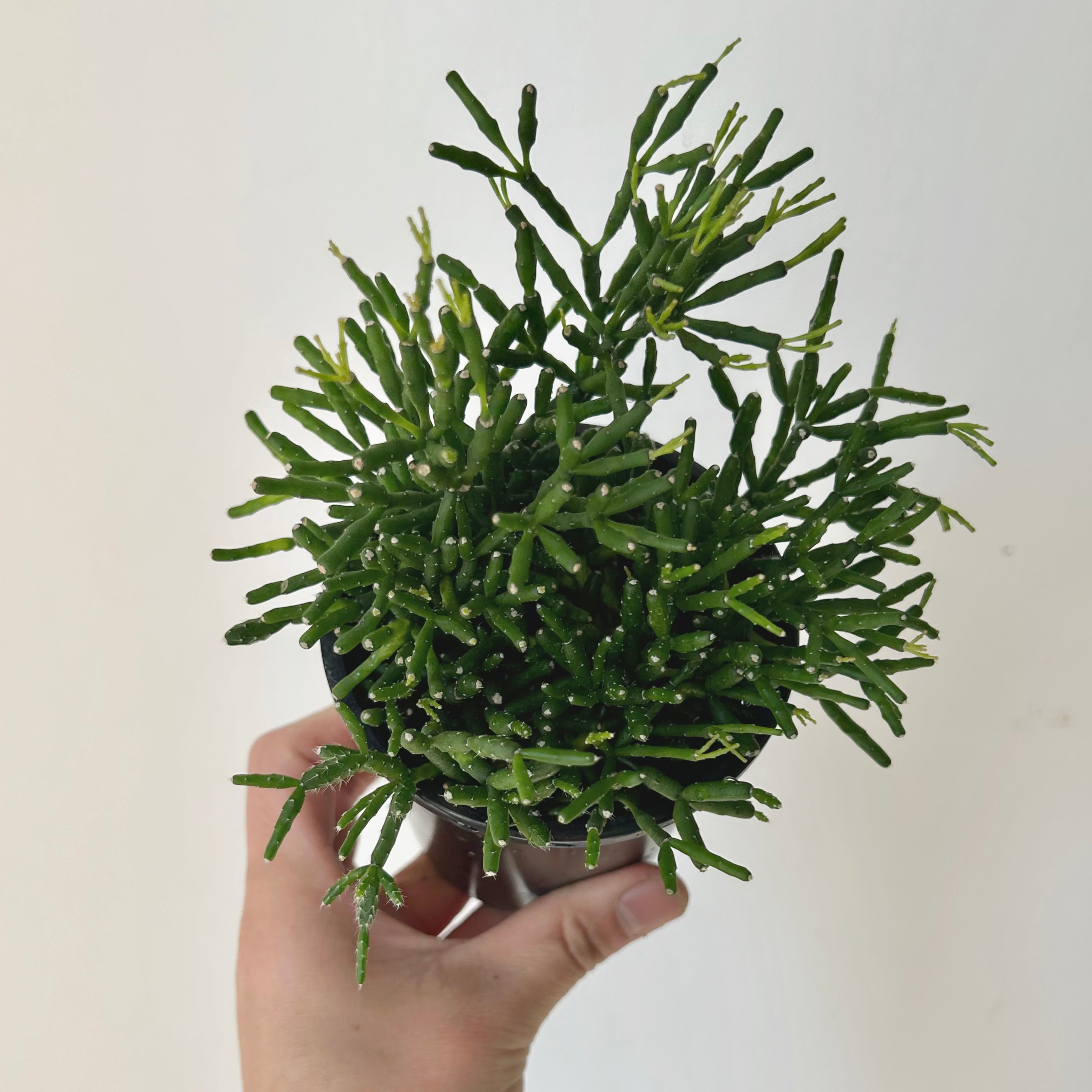 Bottle Cactus (Hatiora salicornioides ) 4”Pot