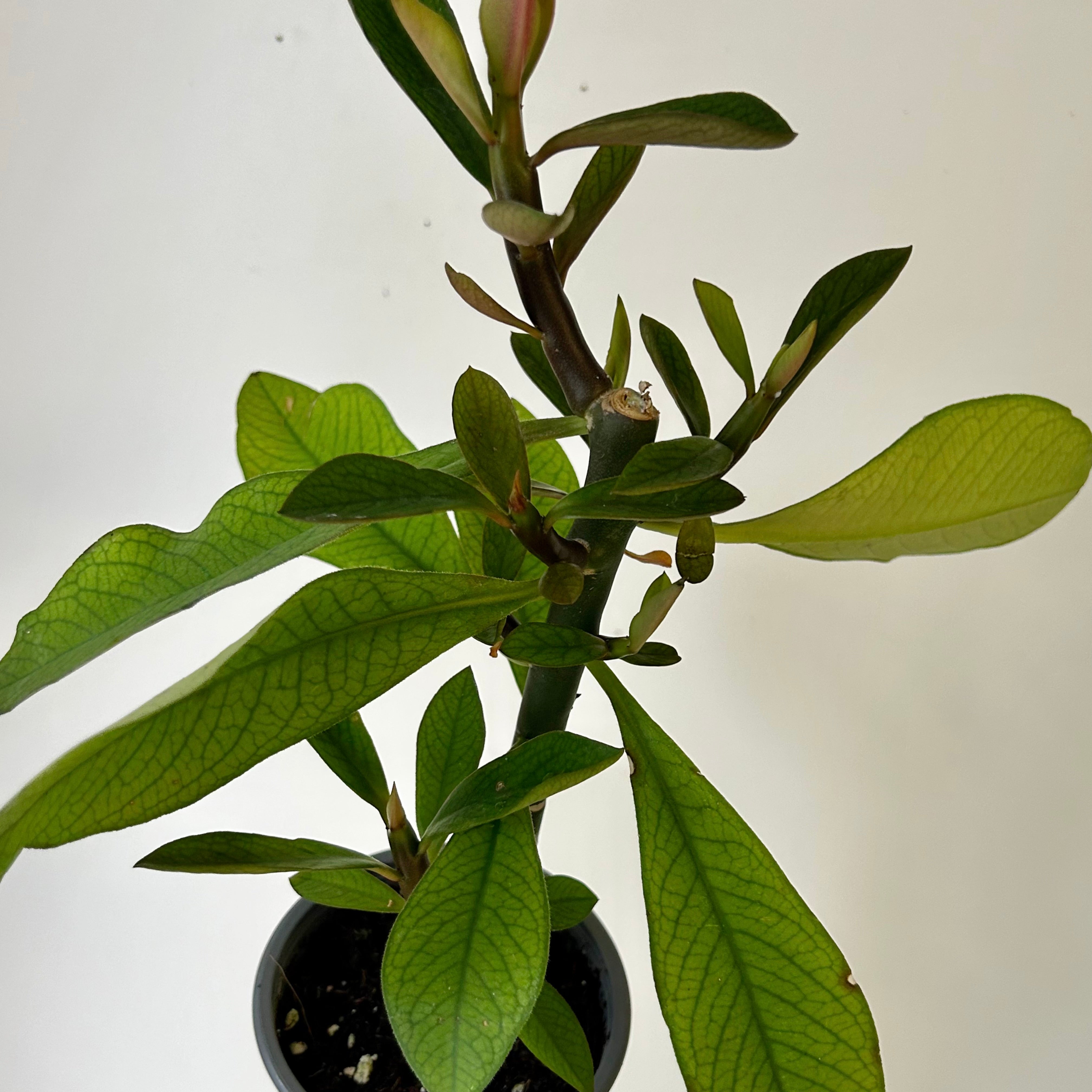 Euphorbia grantii 4” pot