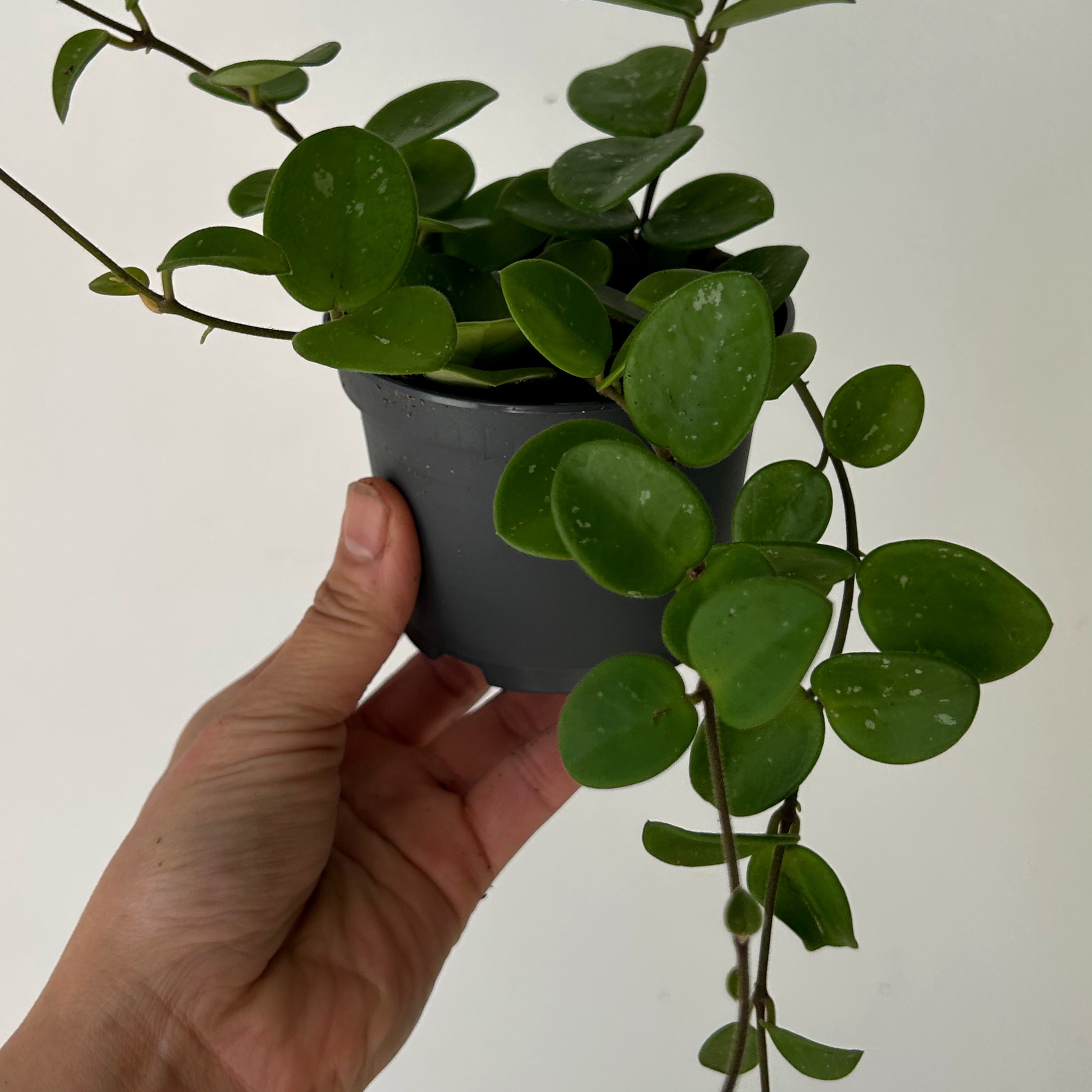 Hoya Mathilde 3.5”pot