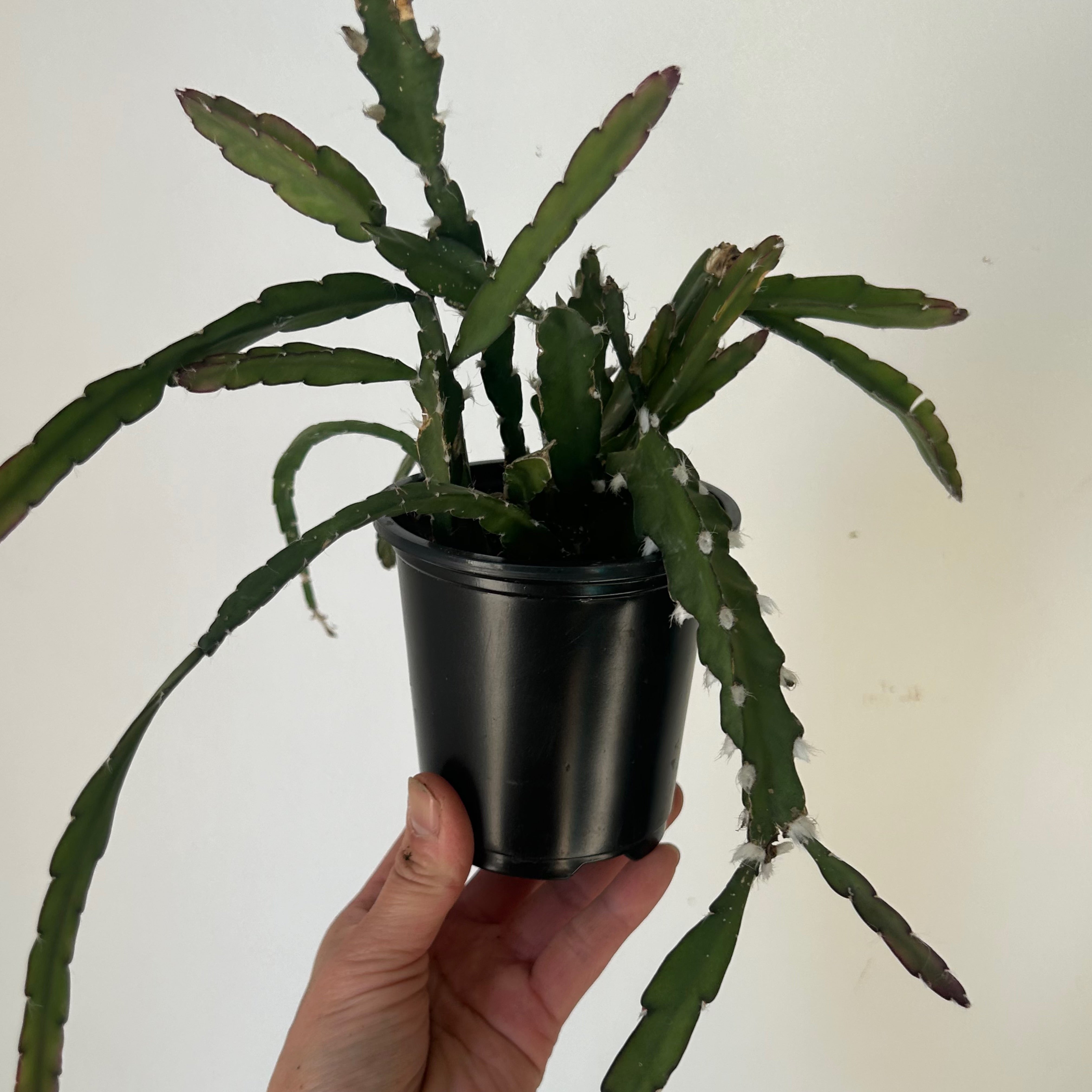 Hurricane Cactus (Lepismium cruciforme) 4”pot