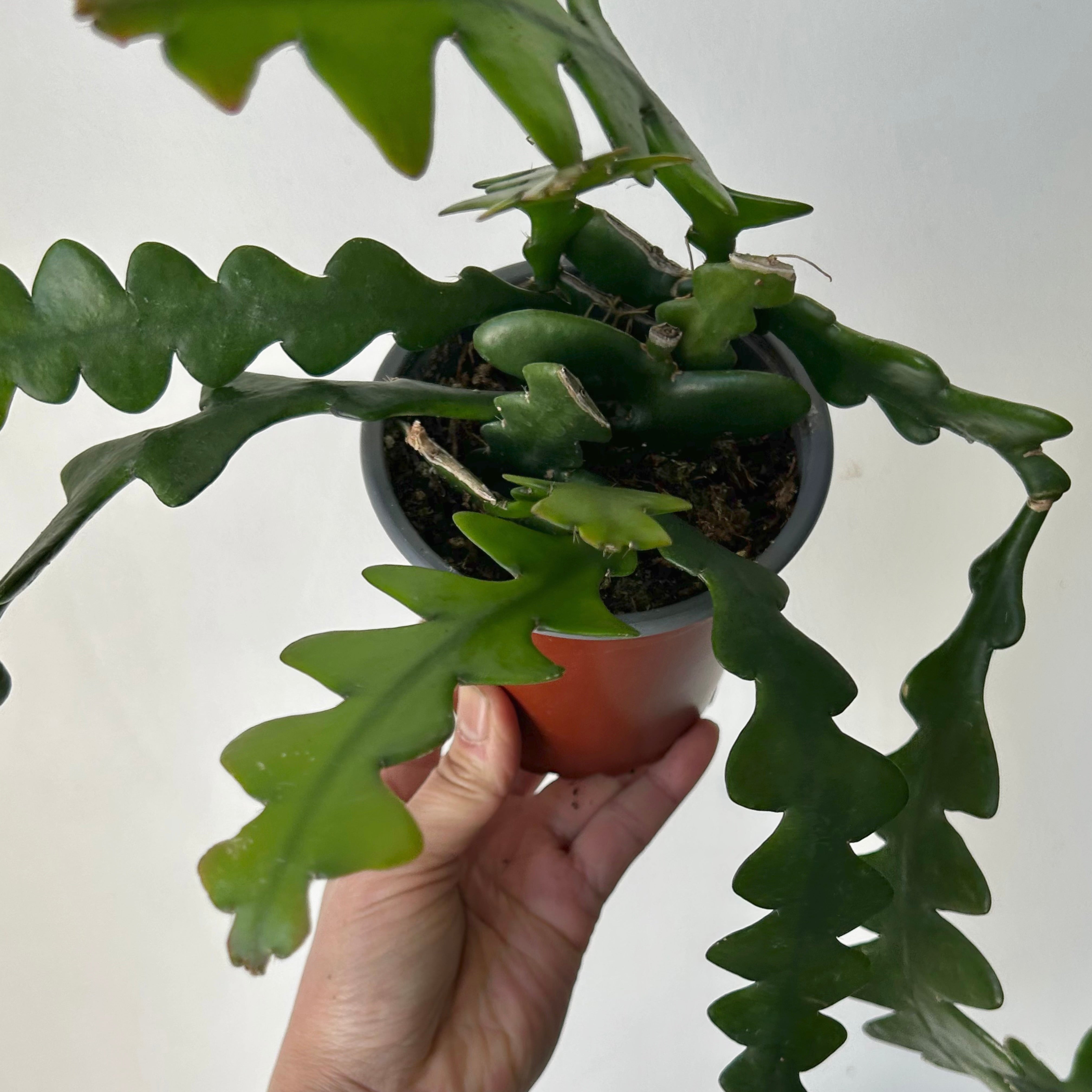 Fishbone Cactus (epiphyllum anguliger) 4”Pot