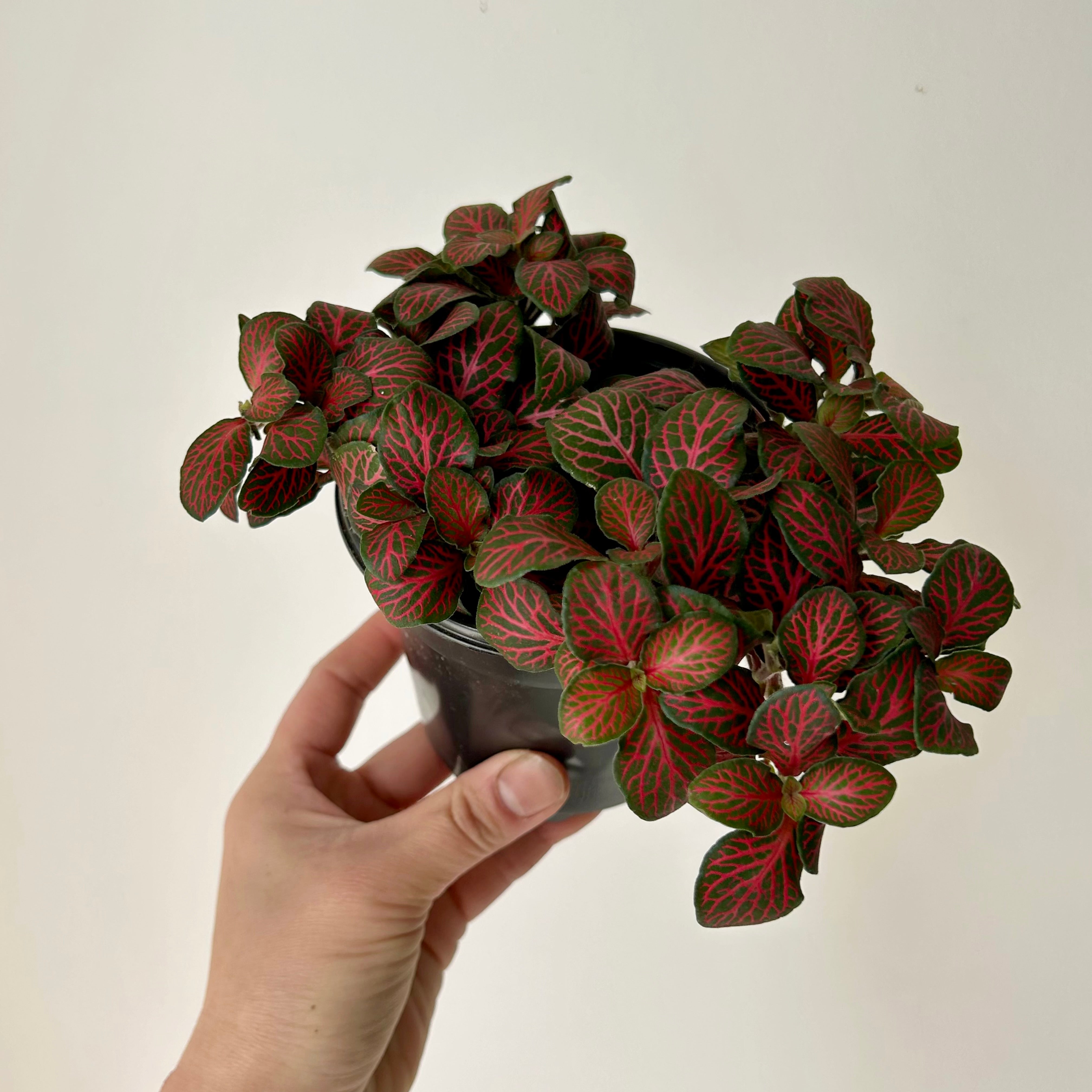 Nerve Plant Red (Fittonia) 3.5”pot