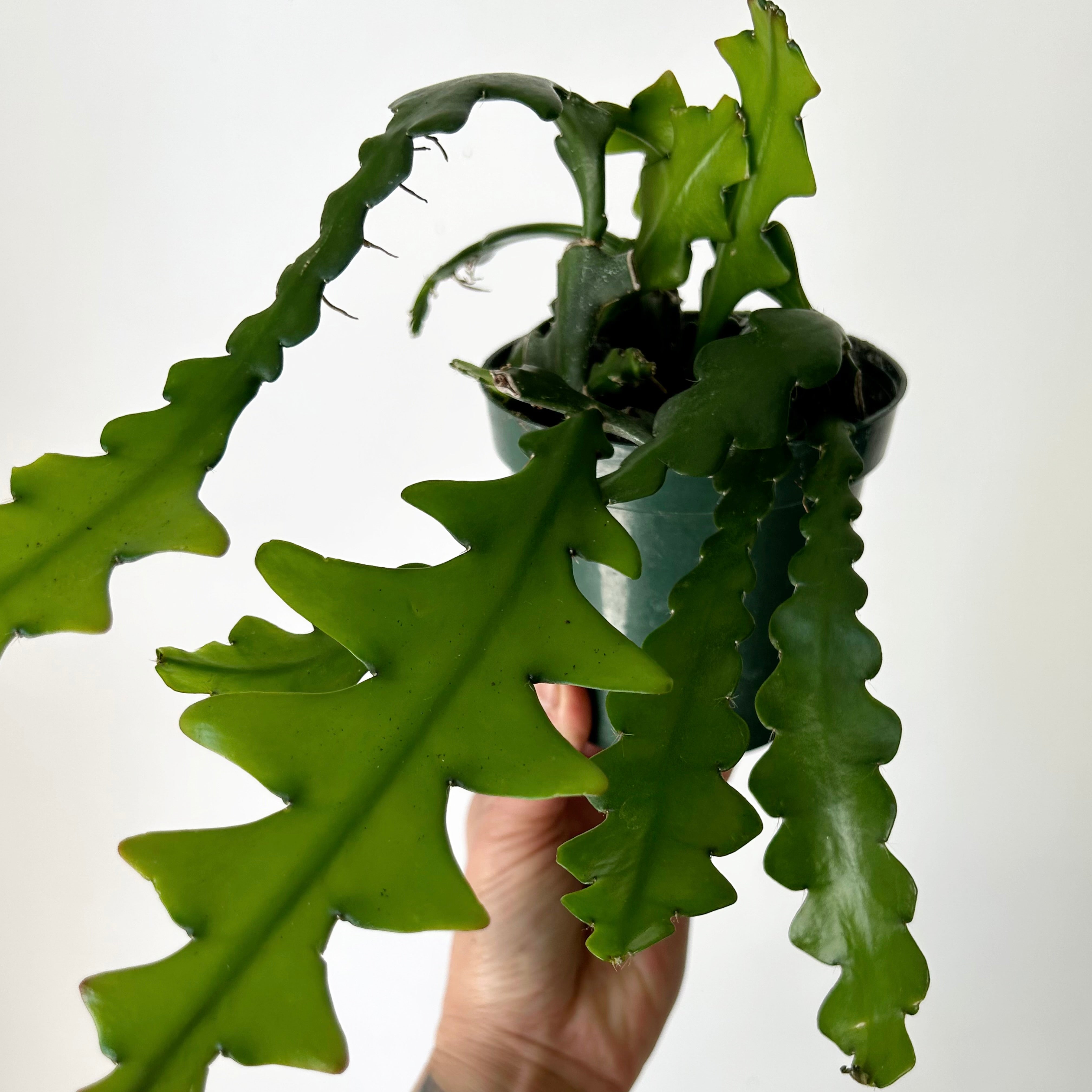 Fishbone Cactus (epiphyllum anguliger) 4”Pot